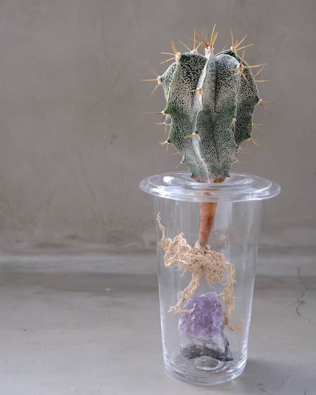 のインスタグラム：「イナバとバヤシ 「硝子と植物展」  延期していたポップアップですが、 明日7/17の金曜日から開催致します。  硝子作家の稲葉知子とnanuk植物係の高林祐也の共同制作で水栽培のサボテンと多肉植物のポップアップを密かに開催致します。 土が透ける硝子鉢や水栽培の器は他にない素敵な仕上がりになっています。 植物も少し変わった表情のものを器に合わせて選びました。 このような状況ではありますが、渋谷にいらした際は是非お立ち寄りください。  ＊期間　7/17~8/3 (火曜日定休) 初日の7/17(金)に稲葉と高林が在廊 ＊場所　nanuk shibuya 4F ＊商品数が少ないため購入していただいたお客様は展示終了後のお渡しとなります。 ＊今回の稲葉知子氏の器単体での販売はございません。ご了承ください。 ＊エントランスで手指消毒用に消毒液を用意しております。 ＊多く方がご来場の場合制限させて頂く場合がございます。ご了承ください。 ＊当店は美容室ですが施術されない方もご覧頂けます。」