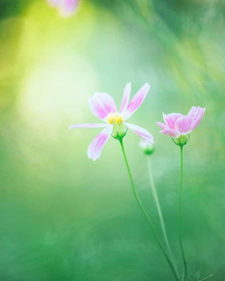 花の写真館のインスタグラム：「Photo by 兼子 躍.⠀ .⠀ Original Post[投稿いただいたURL]⠀ https://www.facebook.com/photo.php?fbid=2216797535095204⠀ .⠀ 本アカウントは、 #私の花の写真 をつけてInstagramに投稿された皆さまの花の写真や、「花の写真館」Facebookページで投稿された花の写真を紹介します。⠀ 「花の写真館」Facebookページは、「 @floral.photograph 」のプロフィールにあるURLからご覧ください。⠀ .⠀ ※各自、政府、自治体など公的機関の指示に従った行動をお願いします。⠀⠀ 東京カメラ部および分室では、写真を「見る楽しみ」を提供することを通して、微力ながら皆様にわずかな時間でも癒しをお届けしたいと思っております。⠀ ※本アカウントは東京カメラ部がFacebook、Instagramのサービスを利用して運営しているもので、Facebook社・Instagramとは一切関係ありません。⠀ .⠀ #花の写真館 #floralphotograph #floralphoto #flower #flowers⠀ Follow: @floral.photograph」
