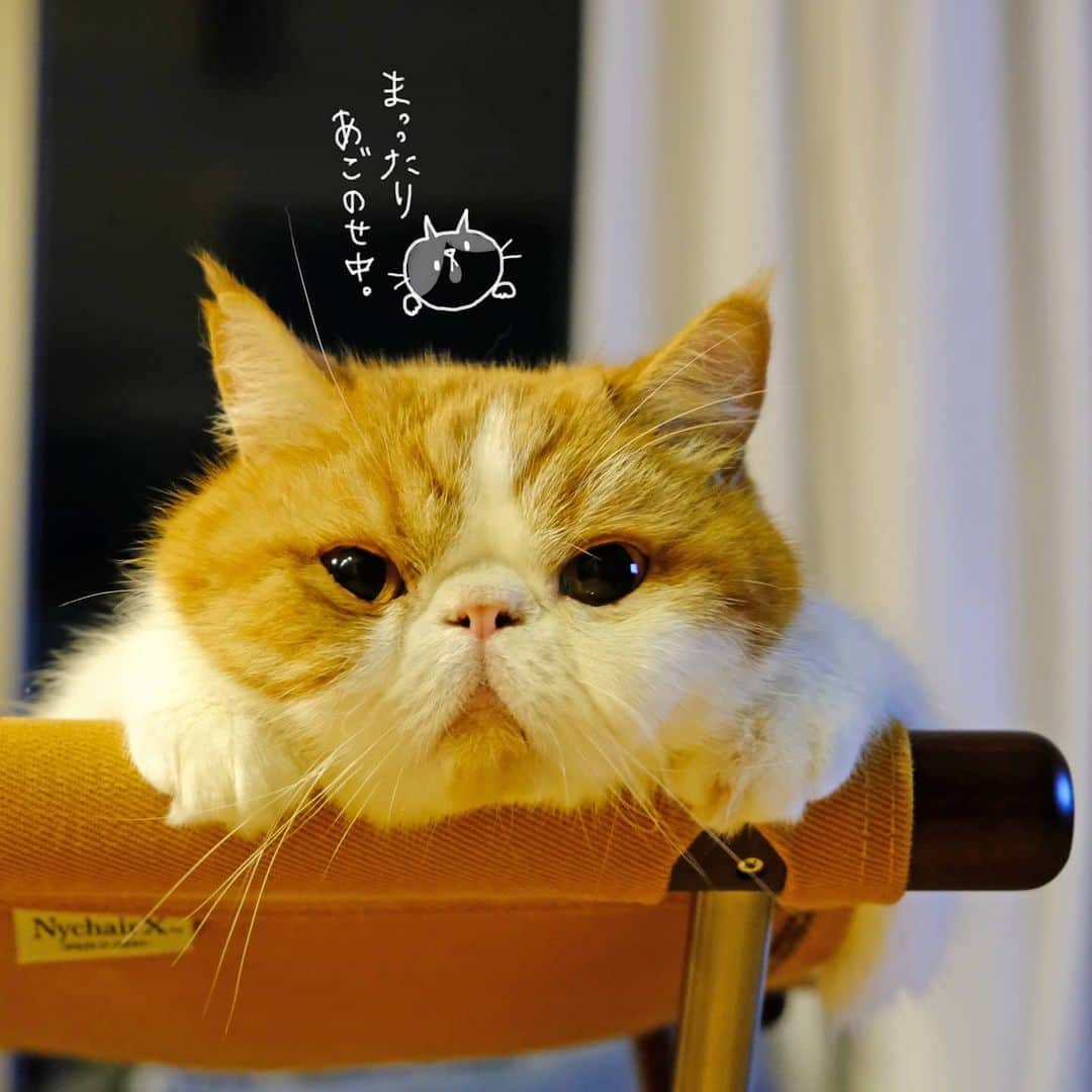 のインスタグラム：「🐯♥️ まったりちゅうの ぽちゅり。 両頬の横にふわふわ手ってとか… あぞとたぁいいぞ‼️🥰 ・ ・ ・」