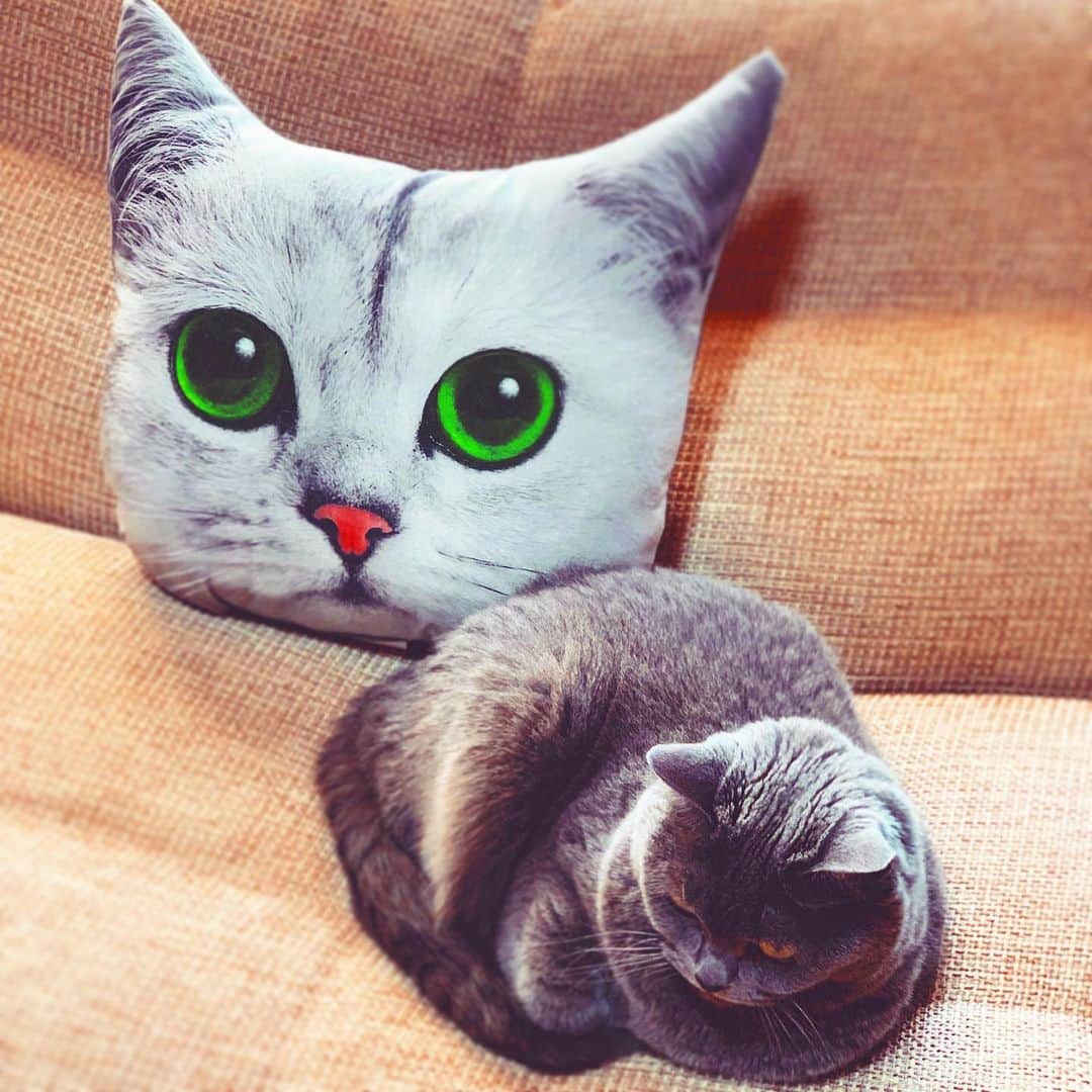 チキン南蛮カレーのルウ王子のグルメインスタ