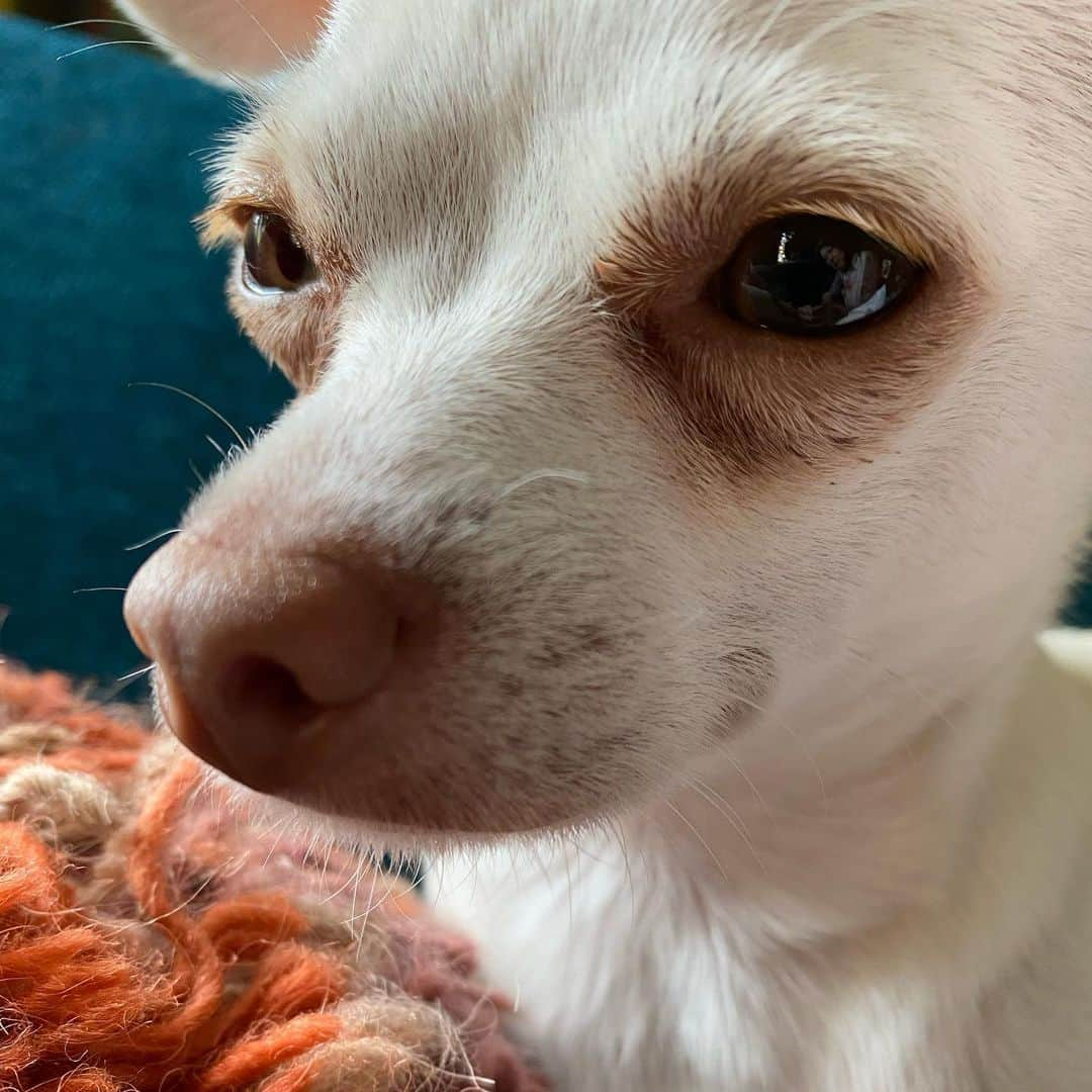 マーガレット・チョーさんのインスタグラム写真 - (マーガレット・チョーInstagram)「This smells like corn chips. Delicious dog paws and corn chips! #chihuahua #dog #dogsofinstagram #rescuedogsofinstagram #love #paw」7月17日 5時22分 - margaret_cho