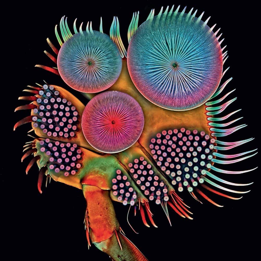 フラヴィア・ルチーニのインスタグラム：「Don’t forget there is a whole Galaxy of creatures in the ocean, so be kind to the 🌊 we need it, the system is very fragile. This is microscopic image of a male Acilius sulcatus (diving beetle) . Nature is incredible ✨ full of art #greenpeacebrasil #oceanday2020 #seacreatures #worldoceansday #savetheplanet」
