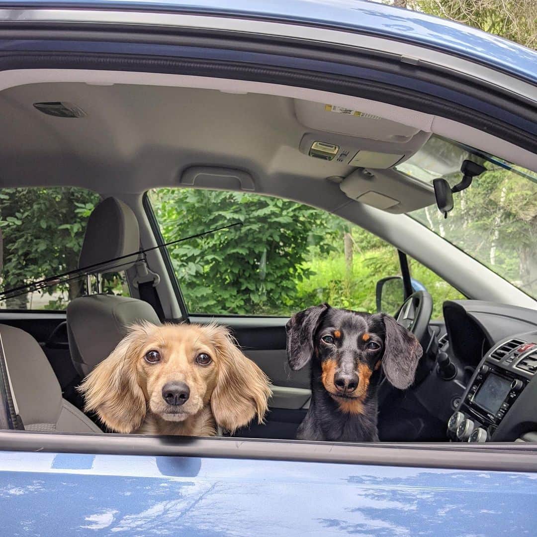 Crusoe the Celebrity Dachshundのインスタグラム：「“With COVID and then surgery and all that, it’s the first time this year that Mum and Dad are takin’ us FISHIN’ 🎣” ~ Crusoe」