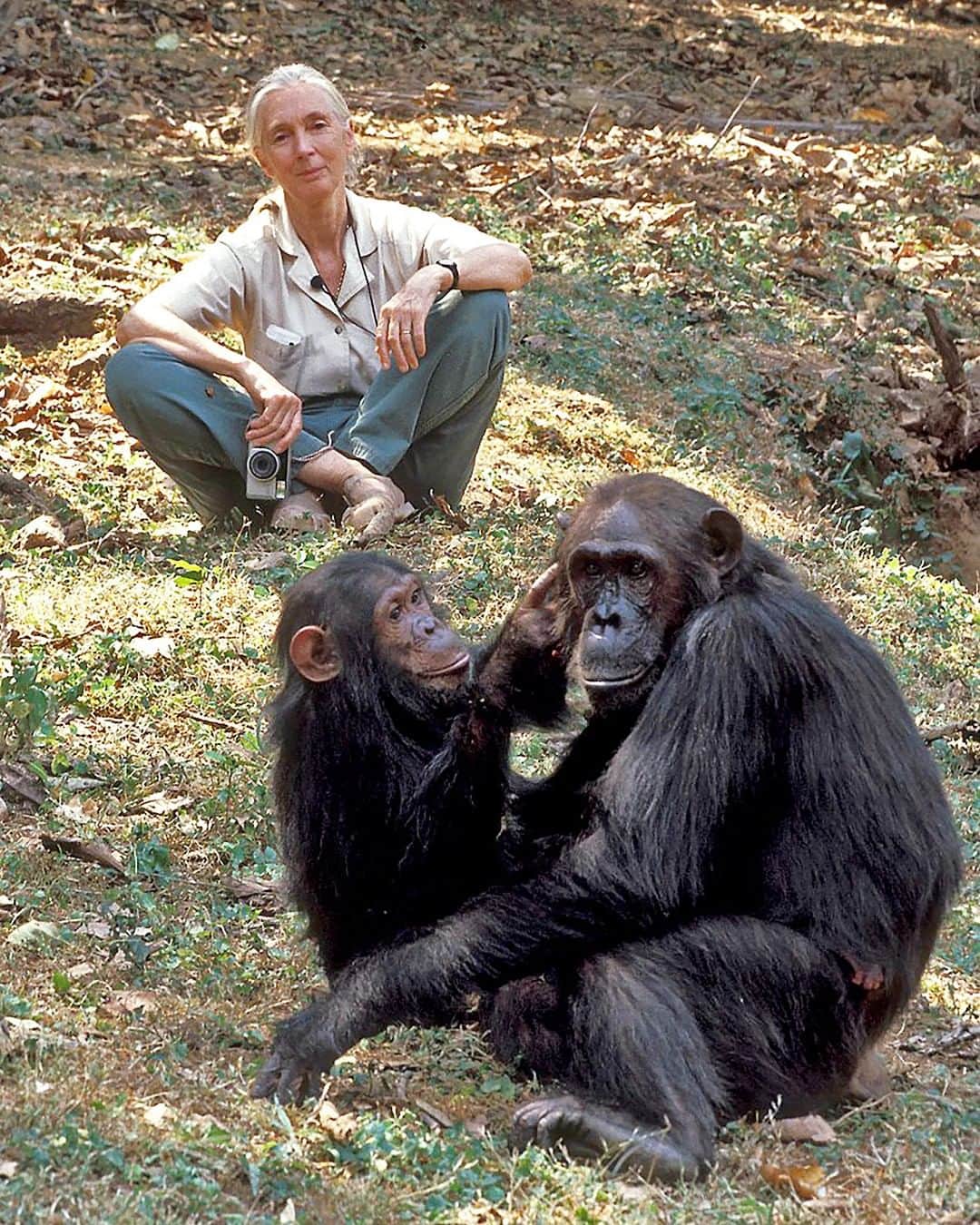 TED Talksのインスタグラム：「At a 1986 conference on conservation, Dr. Jane Goodall was changed forever. "I went to the conference a a scientist, and I left as an activist,” she says. “I didn't make the decision, something happened inside me.” In a recent TED conversation, the legendary primatologist and conservationist shares how communities all over the globe are saving natural habitats — and reveals the link between environmental destruction and COVID-19. "We're looking for short-term monetary gain, or power, rather than the health of the planet and the future of our children,” says Goodall. “We don't seem to care about that anymore. That's why I'll never stop fighting." Watch the full interview in the link in our bio. @JaneGoodallInst⁠ ⁠ [Image: Kristin Mosher]」