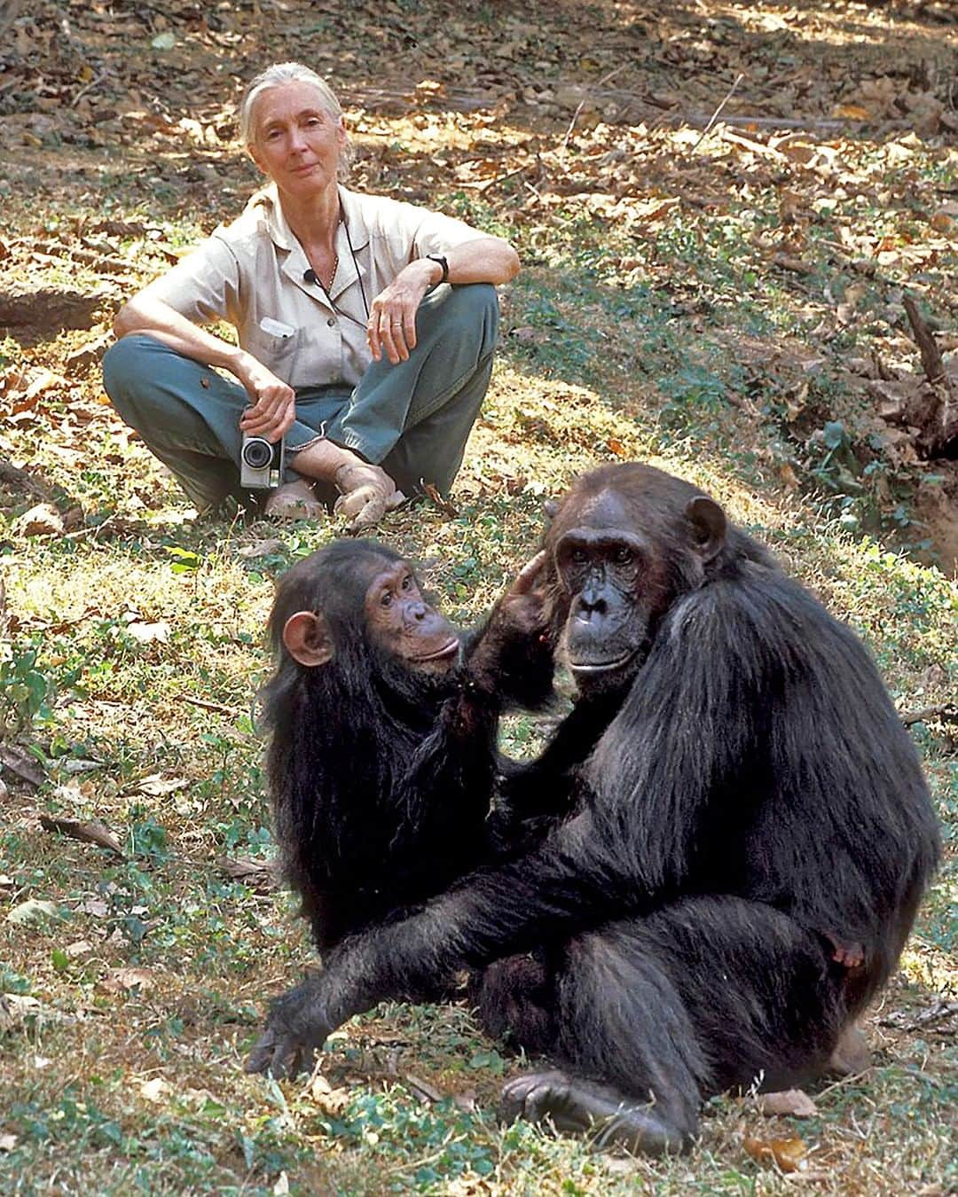 TED Talksさんのインスタグラム写真 - (TED TalksInstagram)「At a 1986 conference on conservation, Dr. Jane Goodall was changed forever. "I went to the conference a a scientist, and I left as an activist,” she says. “I didn't make the decision, something happened inside me.” In a recent TED conversation, the legendary primatologist and conservationist shares how communities all over the globe are saving natural habitats — and reveals the link between environmental destruction and COVID-19. "We're looking for short-term monetary gain, or power, rather than the health of the planet and the future of our children,” says Goodall. “We don't seem to care about that anymore. That's why I'll never stop fighting." Watch the full interview in the link in our bio. @JaneGoodallInst⁠ ⁠ [Image: Kristin Mosher]」7月17日 6時01分 - ted