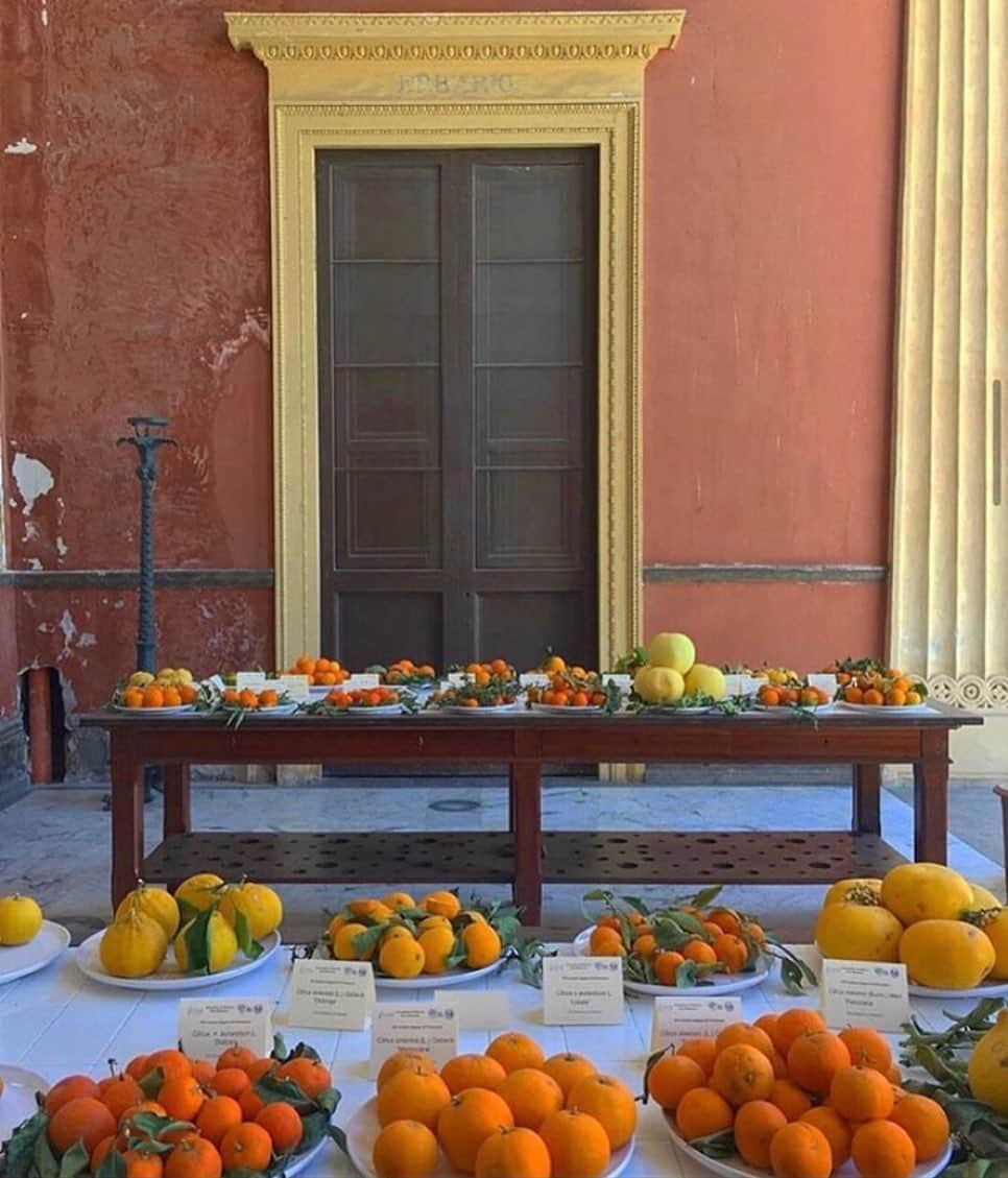 ギーザ・ラガースさんのインスタグラム写真 - (ギーザ・ラガースInstagram)「🍋🍊🍈」7月17日 6時21分 - gizawiza