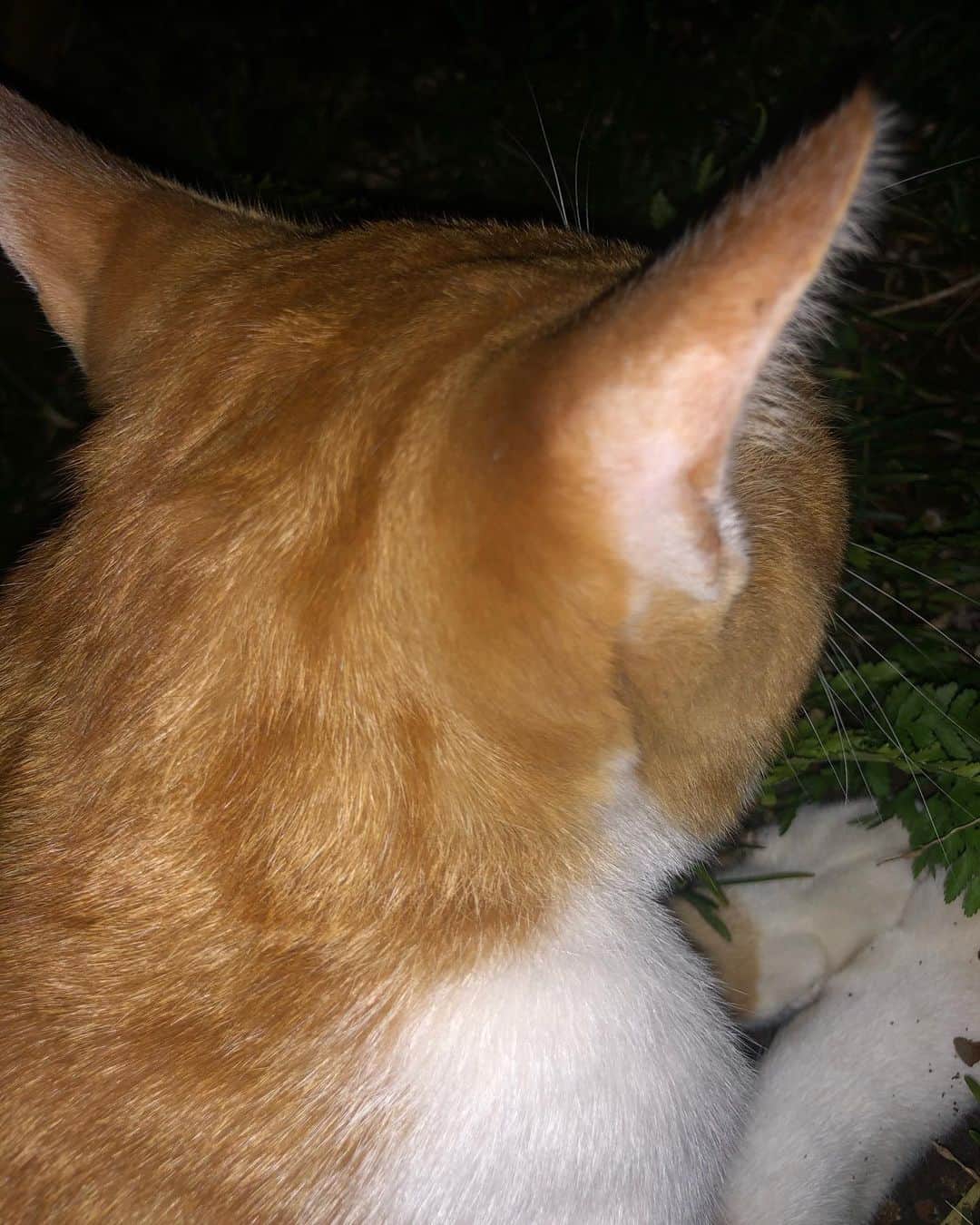 中野みやびのインスタグラム：「ねとさま  #animal #cat #猫 #ねこすたぐらむ #ねこ #ねこのいる生活 #愛猫 #可愛い #love #大好き #wawawa #みやび」