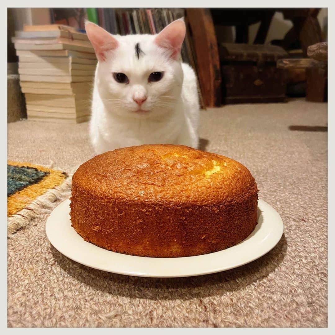 kumikoのインスタグラム：「いきなり目の前にバターカステラ置かれて「なになにっ！」なお方。 表面ちょっと割れちゃったな。。。」