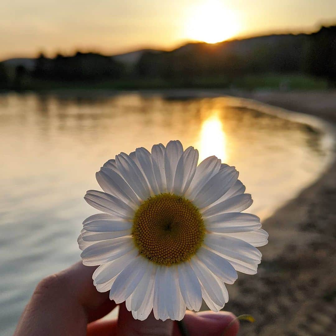 ブリタニ・クラインのインスタグラム：「Most of the flowers in my yard died of heat and a property owner that doesn't water things. 🌼 🙋🏻‍♀️🌼  So here is a pretty photo from a few weeks ago while we were out enjoying the #PAWilds.」