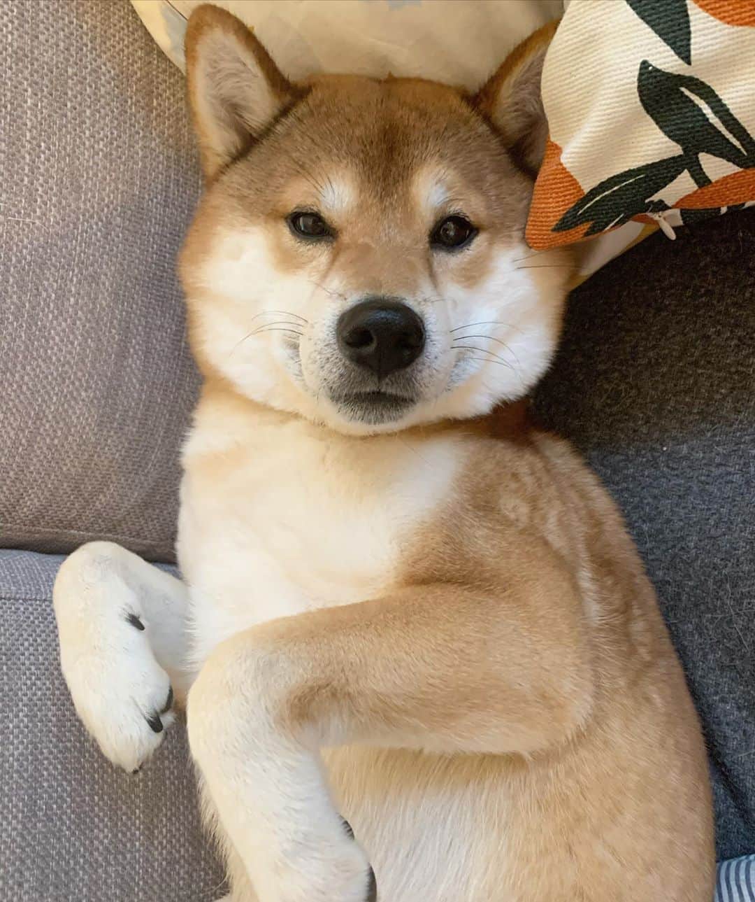 ?Fricko the Shiba Inu?のインスタグラム：「Chubby face 🤣 🐾 🐾 🐾 #Fricko #🐶 #☀️ #shiba #shibainu #dog #柴犬 #赤柴  #adorable #shibalovers #shibaholics  #dogoftheday  #weeklyfluff #aww #dogstagram  #dogscorner #puppiesofinstagram #shibapuppy」