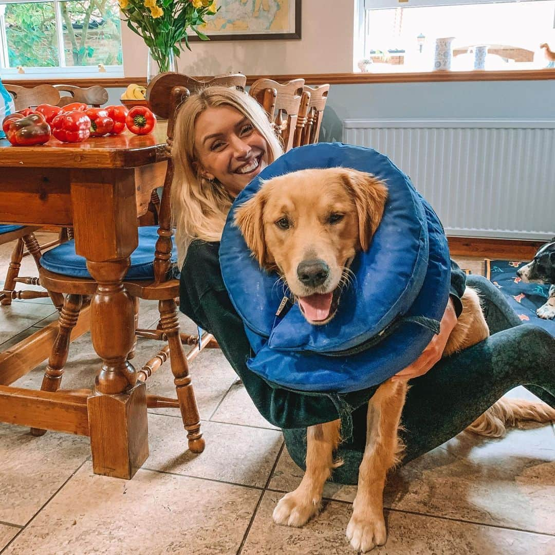 Zanna Van Dijkさんのインスタグラム写真 - (Zanna Van DijkInstagram)「Ted the pup at 3 months vs 10 months 🐶 [Please excuse his doughnut headgear, he’s currently a little poorly and has to wear it while he recovers] 🍩 I had grand plans of visiting my family loads this year as Ted grew up so I could be there for his puppy months, but COVID threw a little spanner in the works 🔧 Finally seeing him now has made up for the months of absence and I swear he remembers me! He climbed straight onto my lap for a cuddle 🥰 (Despite being about 30kg and practically squashing me) 🤣❤️ #puppylife #goldenretriever」7月16日 22時11分 - zannavandijk