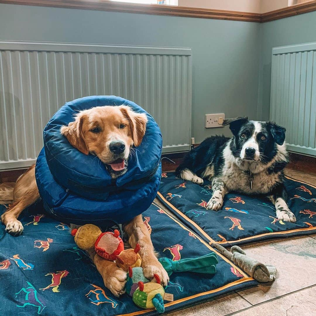 Zanna Van Dijkさんのインスタグラム写真 - (Zanna Van DijkInstagram)「Ted the pup at 3 months vs 10 months 🐶 [Please excuse his doughnut headgear, he’s currently a little poorly and has to wear it while he recovers] 🍩 I had grand plans of visiting my family loads this year as Ted grew up so I could be there for his puppy months, but COVID threw a little spanner in the works 🔧 Finally seeing him now has made up for the months of absence and I swear he remembers me! He climbed straight onto my lap for a cuddle 🥰 (Despite being about 30kg and practically squashing me) 🤣❤️ #puppylife #goldenretriever」7月16日 22時11分 - zannavandijk