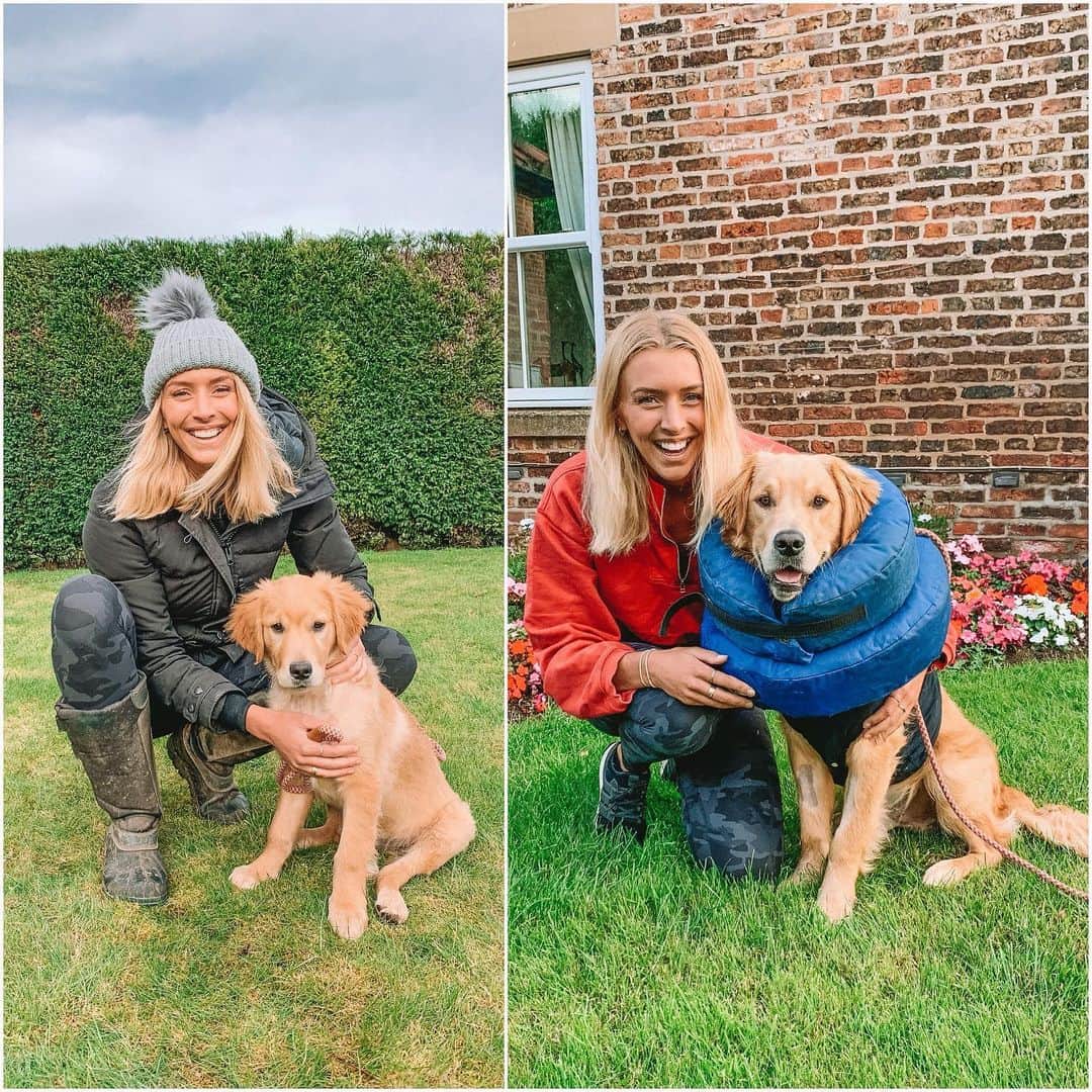 Zanna Van Dijkさんのインスタグラム写真 - (Zanna Van DijkInstagram)「Ted the pup at 3 months vs 10 months 🐶 [Please excuse his doughnut headgear, he’s currently a little poorly and has to wear it while he recovers] 🍩 I had grand plans of visiting my family loads this year as Ted grew up so I could be there for his puppy months, but COVID threw a little spanner in the works 🔧 Finally seeing him now has made up for the months of absence and I swear he remembers me! He climbed straight onto my lap for a cuddle 🥰 (Despite being about 30kg and practically squashing me) 🤣❤️ #puppylife #goldenretriever」7月16日 22時11分 - zannavandijk