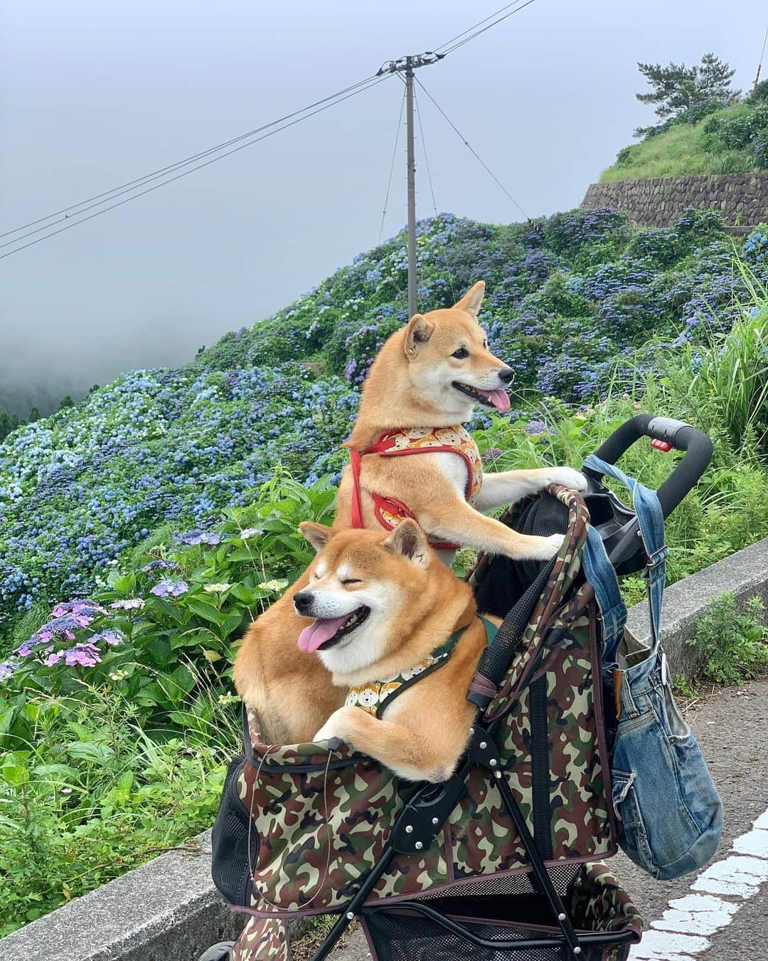 shibainu berryさんのインスタグラム写真 - (shibainu berryInstagram)「🐻"How do you like this car？😎" 今日は早朝に紫陽花見に行ったよー😆 🐻"俺の車乗り心地どうよ？"的なおやじ❤️ 毎年行ってる大川原高原✨ 土日は人多そうやから、平日の仕事前に❗️早朝行ってる❗️ 標高高いから曇りの日は肌寒いぐらい😅 今年も見えて良かった〜😍 #徳島 #大川原高原 #紫陽花 #❤️迷子犬の掲示板スタッフ @maigo_dog  #❤️迷子犬の掲示板四国 @maigo_dog_shikoku #めざせ迷子犬ゼロ👌 #柴犬 #べりやん #べりむく #多頭飼い #berry #shiba #shibainu  #shibainumania #shibastagram #instashiba #ぷにっと部 #口角キュキュッと部  #チーム俺様 →部員絶賛募集中 #shiba_snap #proudshibas #west_dog_japan #サンデイ #instagramjapan #ふわもこ部 #pecoいぬ部 #pecotv #buzzfeedanimals #dogsofinstagram #9gag」7月16日 22時13分 - shibainu.berry