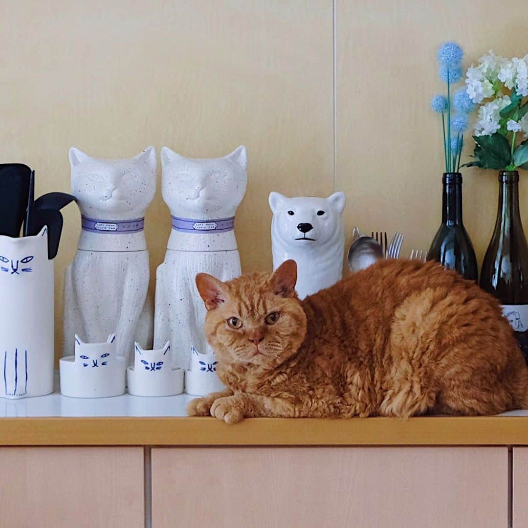 ギネス & ピムスさんのインスタグラム写真 - (ギネス & ピムスInstagram)「16/07/2020 Happy Thursday! ・ Our kitchen – a place with many animals in it – has been keeping Guinness and Pimms interested and curious. Have a great day everyone! ・ ・ 相変わらず 動物アイテム多めな我が家。笑 キッチンは特に多い！ ピム丸が並んで立っている 猫型瓶にはカリカリを 熊と猫のピッチャーには カトラリーやおたま、菜箸などを 入れて生活しています。 そしてここは 凪ねこが入れない場所なので 羨ましそうに いつも柵から覗いています。笑 ・ ここ2ヶ月ほど 今まで旦那の当番だった 凪ねこの寝かしつけが 私じゃないと 寝てくれなくなってしまい それが結構辛い！ 今まではその時間 ギネピムタイムだったし 自分の好きな事を 唯一出来る時間だったのに、 それが減ってしまい、 更にそのまま寝落ちしてしまうと 完全にもうゼロなんですわ🤣 時間と癒しを下さい。笑 ・ ・ #ギネスくん #ピムスくん」7月16日 22時43分 - rina_takei