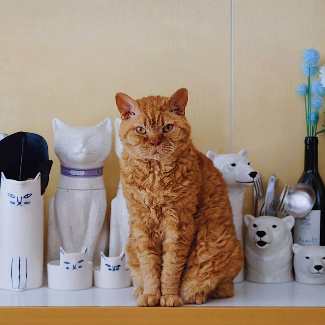 ギネス & ピムスさんのインスタグラム写真 - (ギネス & ピムスInstagram)「16/07/2020 Happy Thursday! ・ Our kitchen – a place with many animals in it – has been keeping Guinness and Pimms interested and curious. Have a great day everyone! ・ ・ 相変わらず 動物アイテム多めな我が家。笑 キッチンは特に多い！ ピム丸が並んで立っている 猫型瓶にはカリカリを 熊と猫のピッチャーには カトラリーやおたま、菜箸などを 入れて生活しています。 そしてここは 凪ねこが入れない場所なので 羨ましそうに いつも柵から覗いています。笑 ・ ここ2ヶ月ほど 今まで旦那の当番だった 凪ねこの寝かしつけが 私じゃないと 寝てくれなくなってしまい それが結構辛い！ 今まではその時間 ギネピムタイムだったし 自分の好きな事を 唯一出来る時間だったのに、 それが減ってしまい、 更にそのまま寝落ちしてしまうと 完全にもうゼロなんですわ🤣 時間と癒しを下さい。笑 ・ ・ #ギネスくん #ピムスくん」7月16日 22時43分 - rina_takei