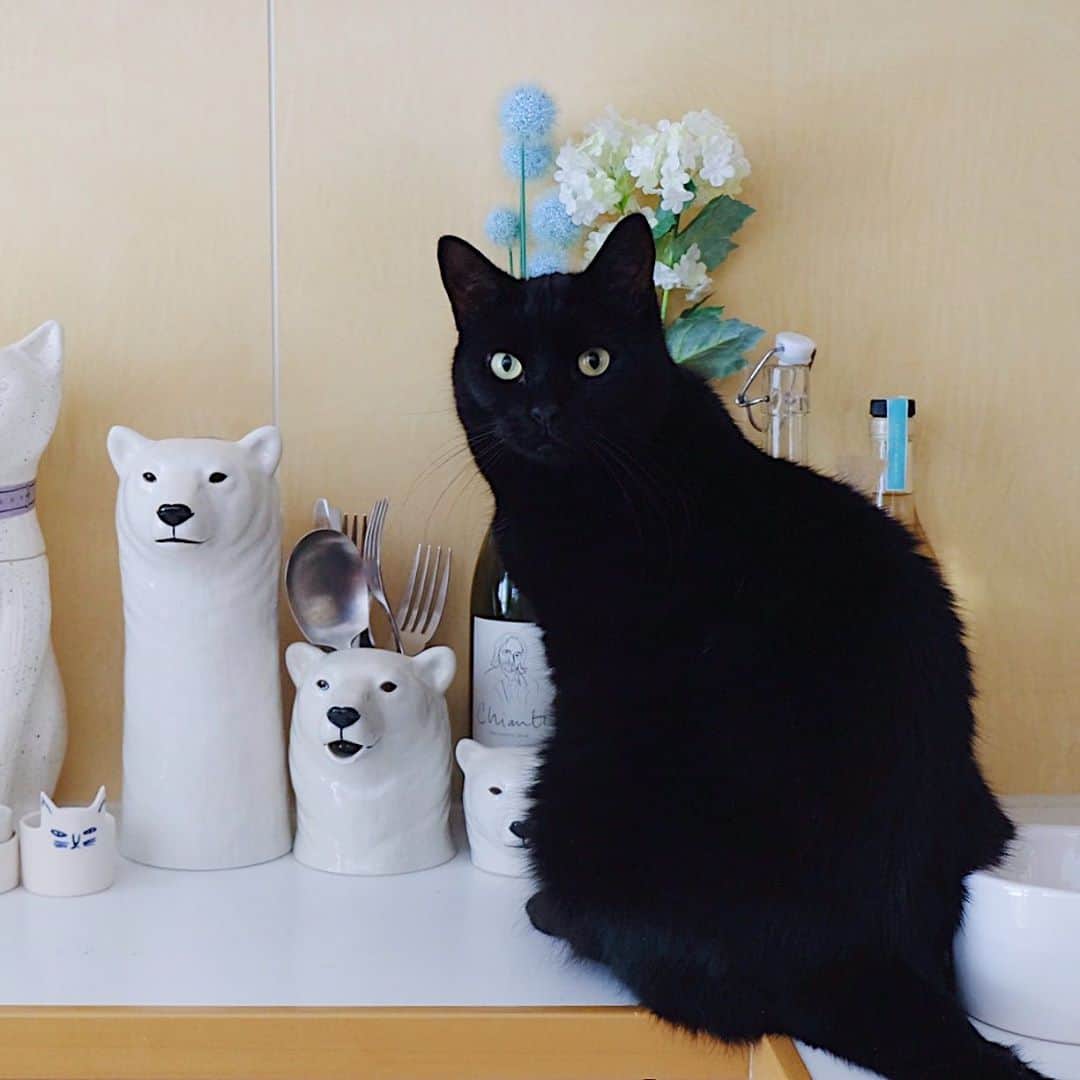 ギネス & ピムスさんのインスタグラム写真 - (ギネス & ピムスInstagram)「16/07/2020 Happy Thursday! ・ Our kitchen – a place with many animals in it – has been keeping Guinness and Pimms interested and curious. Have a great day everyone! ・ ・ 相変わらず 動物アイテム多めな我が家。笑 キッチンは特に多い！ ピム丸が並んで立っている 猫型瓶にはカリカリを 熊と猫のピッチャーには カトラリーやおたま、菜箸などを 入れて生活しています。 そしてここは 凪ねこが入れない場所なので 羨ましそうに いつも柵から覗いています。笑 ・ ここ2ヶ月ほど 今まで旦那の当番だった 凪ねこの寝かしつけが 私じゃないと 寝てくれなくなってしまい それが結構辛い！ 今まではその時間 ギネピムタイムだったし 自分の好きな事を 唯一出来る時間だったのに、 それが減ってしまい、 更にそのまま寝落ちしてしまうと 完全にもうゼロなんですわ🤣 時間と癒しを下さい。笑 ・ ・ #ギネスくん #ピムスくん」7月16日 22時43分 - rina_takei