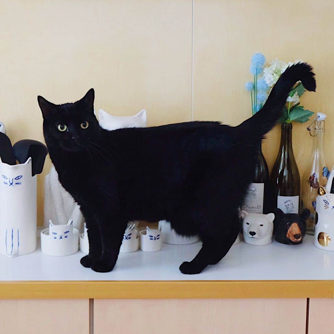 ギネス & ピムスさんのインスタグラム写真 - (ギネス & ピムスInstagram)「16/07/2020 Happy Thursday! ・ Our kitchen – a place with many animals in it – has been keeping Guinness and Pimms interested and curious. Have a great day everyone! ・ ・ 相変わらず 動物アイテム多めな我が家。笑 キッチンは特に多い！ ピム丸が並んで立っている 猫型瓶にはカリカリを 熊と猫のピッチャーには カトラリーやおたま、菜箸などを 入れて生活しています。 そしてここは 凪ねこが入れない場所なので 羨ましそうに いつも柵から覗いています。笑 ・ ここ2ヶ月ほど 今まで旦那の当番だった 凪ねこの寝かしつけが 私じゃないと 寝てくれなくなってしまい それが結構辛い！ 今まではその時間 ギネピムタイムだったし 自分の好きな事を 唯一出来る時間だったのに、 それが減ってしまい、 更にそのまま寝落ちしてしまうと 完全にもうゼロなんですわ🤣 時間と癒しを下さい。笑 ・ ・ #ギネスくん #ピムスくん」7月16日 22時43分 - rina_takei