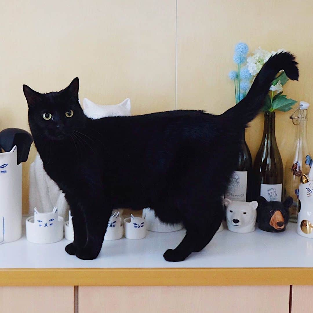 ギネス & ピムスのインスタグラム：「16/07/2020 Happy Thursday! ・ Our kitchen – a place with many animals in it – has been keeping Guinness and Pimms interested and curious. Have a great day everyone! ・ ・ 相変わらず 動物アイテム多めな我が家。笑 キッチンは特に多い！ ピム丸が並んで立っている 猫型瓶にはカリカリを 熊と猫のピッチャーには カトラリーやおたま、菜箸などを 入れて生活しています。 そしてここは 凪ねこが入れない場所なので 羨ましそうに いつも柵から覗いています。笑 ・ ここ2ヶ月ほど 今まで旦那の当番だった 凪ねこの寝かしつけが 私じゃないと 寝てくれなくなってしまい それが結構辛い！ 今まではその時間 ギネピムタイムだったし 自分の好きな事を 唯一出来る時間だったのに、 それが減ってしまい、 更にそのまま寝落ちしてしまうと 完全にもうゼロなんですわ🤣 時間と癒しを下さい。笑 ・ ・ #ギネスくん #ピムスくん」