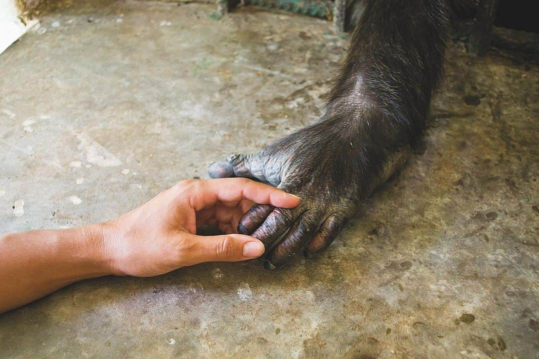 ZOO Magazineさんのインスタグラム写真 - (ZOO MagazineInstagram)「We had the honor of interviewing Dr. Jane Goodall for our new issue, 67. The coronavirus crisis – inevitably became a subject of our conversation, but also her childhood memories, studies, the fight for a better future and finally, reflections on fashion. When speaking about the corona virus Dr. Jane Goodall anticipated the scale of such a devastating phenomenon: “The thing is that science has warned us for years and years and years that a pandemic of this sort was inevitable. It was bound to happen sooner or later. And we brought this pandemic on ourselves because we have disrespected nature and animals”.   by Ralf Krämer and José Klap  Photo by Emory Hoffman © the Jane Goodall Institute & UN Messenger of Peace  www.janegoodall.global  www.janegoodall.nl/gombe60/ www.rootsandshoots.global  #janegoodallinstitute #janegoodall #zoomagazine #zoomagazineissue67 #chimpanzees #hope #fightforabetterworld」7月16日 22時36分 - zoomagazine