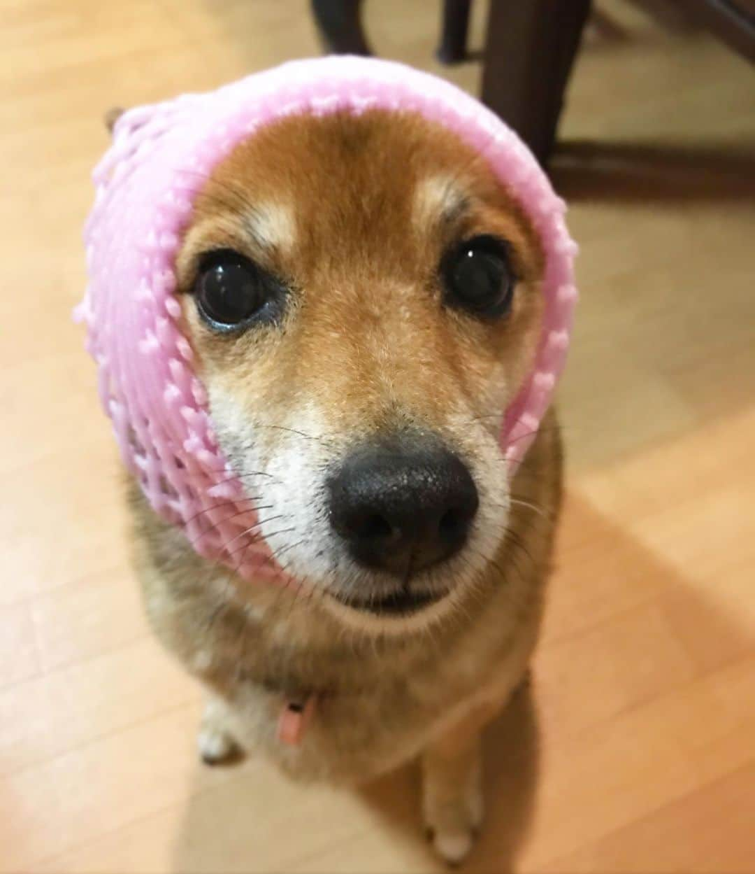 柴犬はなこ Shibainu Hanakoさんのインスタグラム写真 - (柴犬はなこ Shibainu HanakoInstagram)「マンゴー🥭届きました😊✨ #shiba #dog #shibainu #犬 #柴犬 #がんばろう九州 #mango」7月16日 22時43分 - kiki_beee