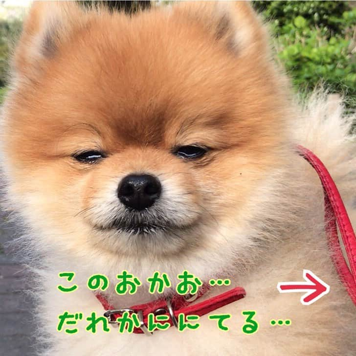 RIO POMEさんのインスタグラム写真 - (RIO POMEInstagram)「どうかしら❓  似てると思うんだけど…  #ポメラニアン #pomeranian  #犬 #dog #dogstagram#doglover #愛犬 #わんこ #ポメラニアン大好き #ポメラニアンが世界一可愛い #pom #ぽめらにあん #ポメ#pomeraniansofinstagram  #pomeranianlove #ふわもこ部 #いぬバカ部 #癒しわんこ#instapic#pomstagram #puppy #dogsofinstagram #cute#cutedog」7月16日 22時42分 - rioriopom