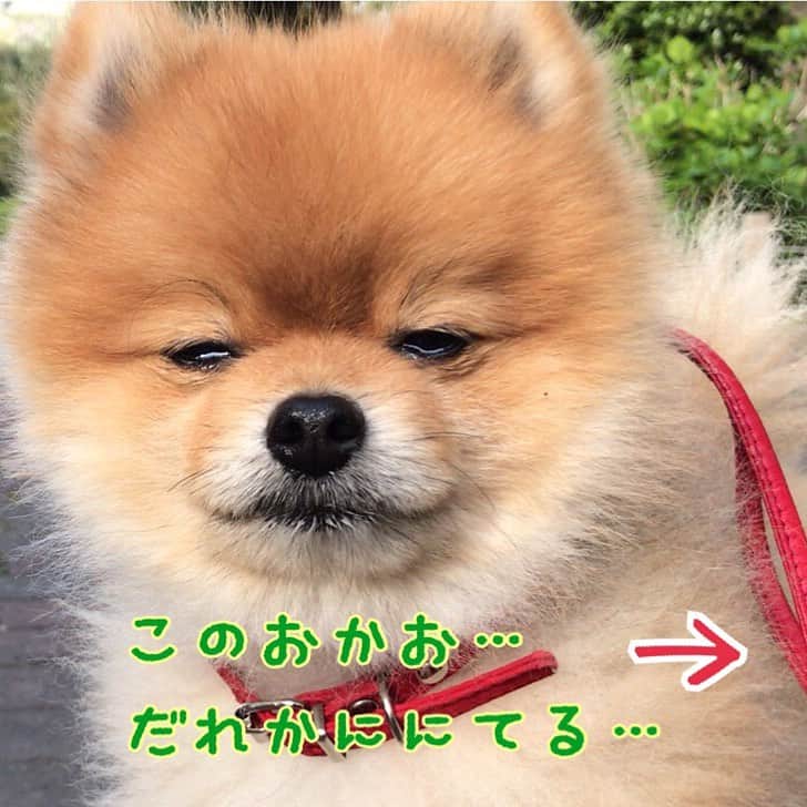 RIO POMEのインスタグラム：「どうかしら❓  似てると思うんだけど…  #ポメラニアン #pomeranian  #犬 #dog #dogstagram#doglover #愛犬 #わんこ #ポメラニアン大好き #ポメラニアンが世界一可愛い #pom #ぽめらにあん #ポメ#pomeraniansofinstagram  #pomeranianlove #ふわもこ部 #いぬバカ部 #癒しわんこ#instapic#pomstagram #puppy #dogsofinstagram #cute#cutedog」