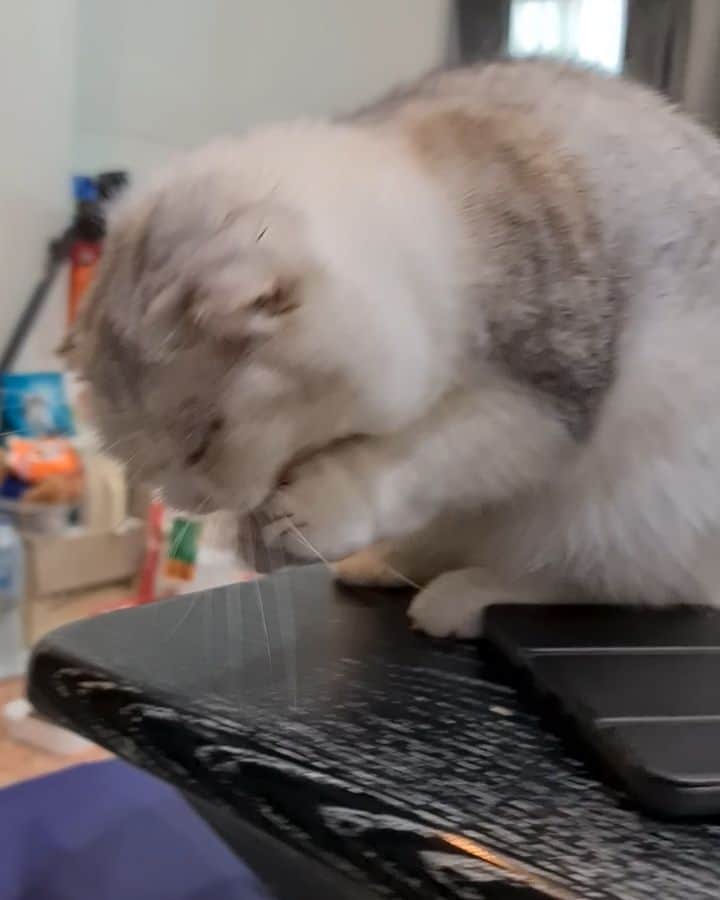 Som Siriのインスタグラム：「🐰🐇 โคฟเป็นกระต่ายน้อยดุ้กๆๆ #cougarteamonlyyui  #ทาสแมว  #scottishfold」