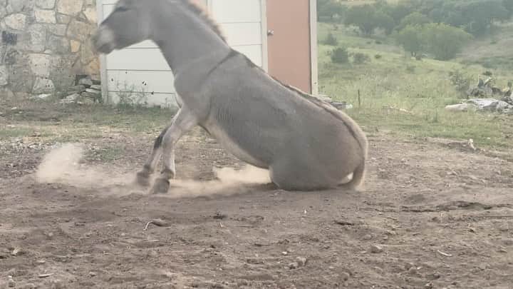 ビル・ゴールドバーグのインスタグラム：「Snot rocket to start off the day....😁 #donkeylife  #getbettereveryday #itsabouttohitthefan  #enoughisenough #spear #jackhammer #whosnext」