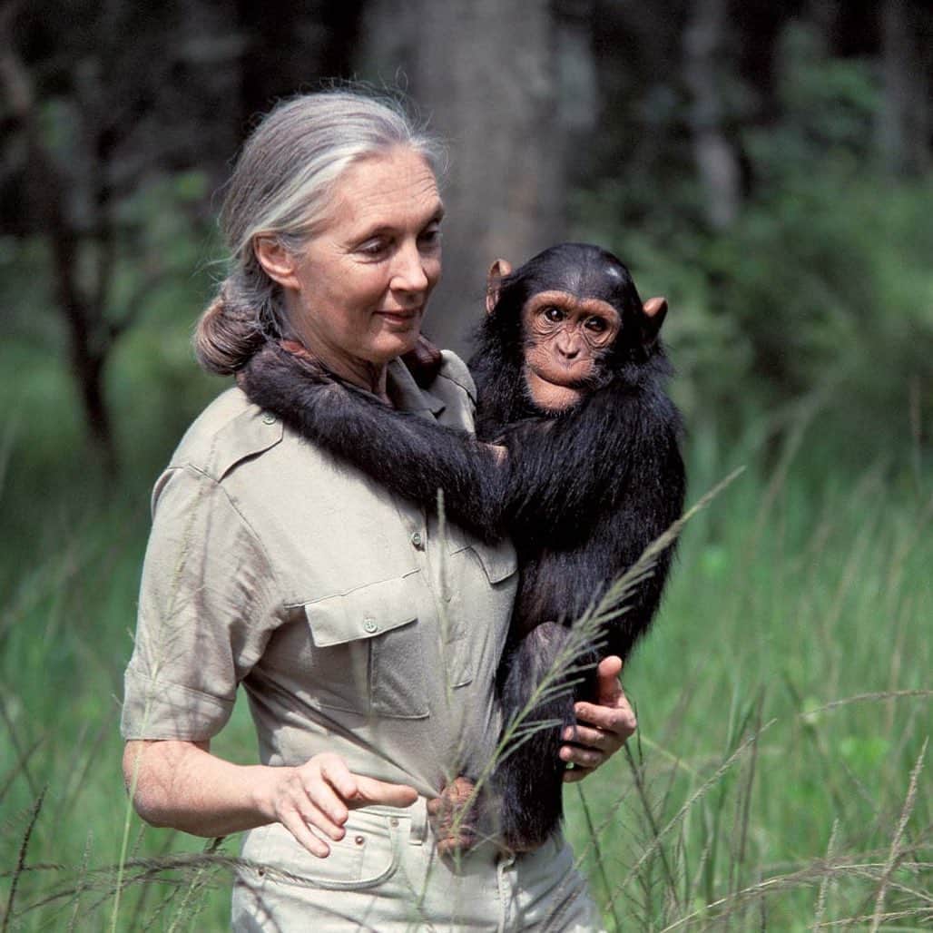 ZOO Magazineさんのインスタグラム写真 - (ZOO MagazineInstagram)「We had the honor of interviewing Dr. Jane Goodall for our new issue, 67. The coronavirus crisis – inevitably became a subject of our conversation, but also her childhood memories, studies, the fight for a better future and finally, reflections on fashion. When speaking about the corona virus Dr. Jane Goodall anticipated the scale of such a devastating phenomenon: “The thing is that science has warned us for years and years and years that a pandemic of this sort was inevitable. It was bound to happen sooner or later. And we brought this pandemic on ourselves because we have disrespected nature and animals”.   by Ralf Krämer and José Klap  DISCLAIMER: The Jane Goodall Institute does not endorse handling, interacting or close proximity to chimpanzees or other wildlife. This is a historical image that cannot be cut or shown outside the original context.  www.janegoodall.global  www.janegoodall.nl/gombe60/ www.rootsandshoots.global.   #janegoodall #janegoodallinstitute #chimpanzee #hope #zoomagazine #zoomagazineissue67 #fightforabetterfuture」7月16日 23時04分 - zoomagazine