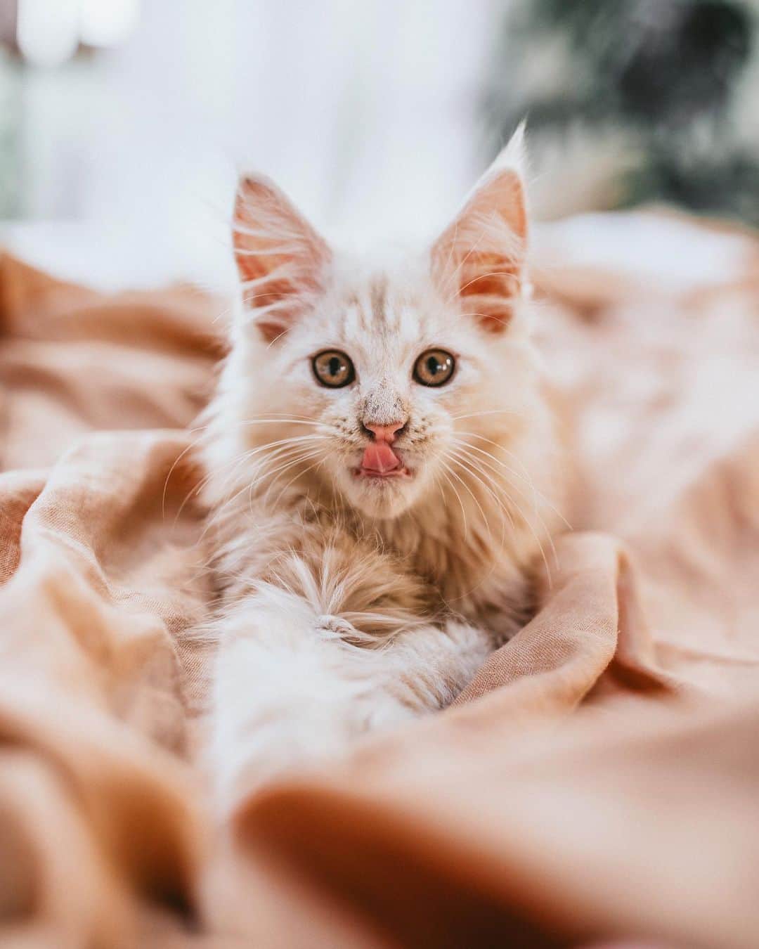 リリー＝ローズ・メロディのインスタグラム：「😸 portrait // I said that by creating a Instagram for this cutie I wouldn’t spam you with him here, but I never said It would stop me to post his handsome face from time to time 🤷🏼‍♀️😝 @atlasthecooncat #sorrynotsorry」
