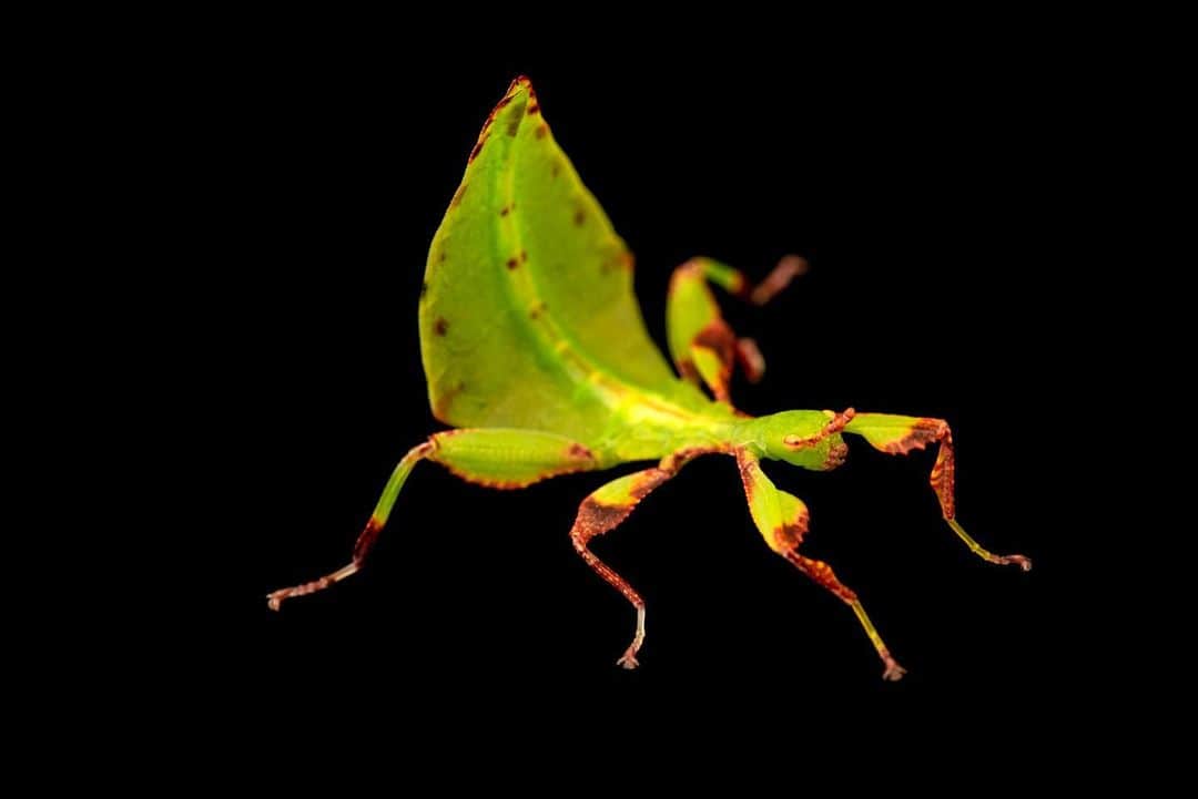 Joel Sartoreさんのインスタグラム写真 - (Joel SartoreInstagram)「Australian leaf insects like this one @melbournemuseum are parthenogenetic, which means females can reproduce without having mated with a male! The female leaf insect simply produces offspring that are replicas of herself. #insect #leaf #leafinsect #phasmid #camouflage #Australian #PhotoArk #savetogether」7月16日 23時37分 - joelsartore