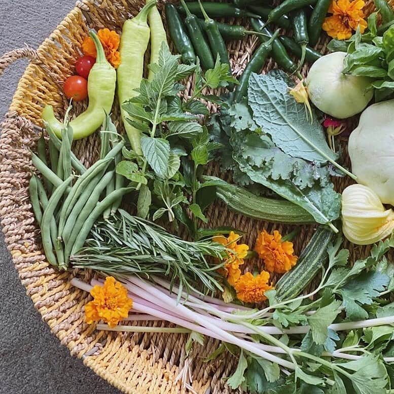Grace Bonneyのインスタグラム：「Morning! Grace here. I’m so grateful for the incredible photos, advice and personal stories that @staciesspaces and @taminthegarden have been sharing for this week’s takeover. I’m so excited for @theorganizedhomemaker ‘s homesteading posts tomorrow, but in the meantime I’ve been learning so much for the gardeners that Stacie and Tam recommended. This morning I’ve been deep diving kitchen gardeners and I’m smitten with @easylivinggardens whose account is jam-packed with beautiful photos, great advice, and enough outdoor inspiration to make anyone want work to cultivate a green thumb 💚 Today @staciesspaces and @taminthegarden and @theorganizedhomemaker will be answering your questions in the stories above so stay tuned if you asked a question! Have another question? Leave it here today, too! #blackgirlsgardening #blackgirlsgarden 🌱」