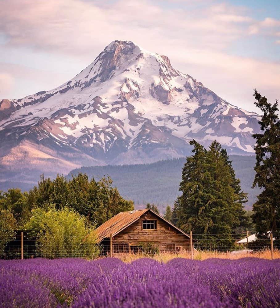 Portlandさんのインスタグラム写真 - (PortlandInstagram)「Take time to smell the... LAVENDER! With multiple farms around the city from 30 mins to an hour and a half away, you can experience one of Oregon’s favorite U-pick activities of the summer! Tag 3 people who you want to take here! - 📷:@travelswitheresa  📍: @lavendervalleyfarms  #Portland #PDX #OregonNW #Lavender」7月17日 0時00分 - portland
