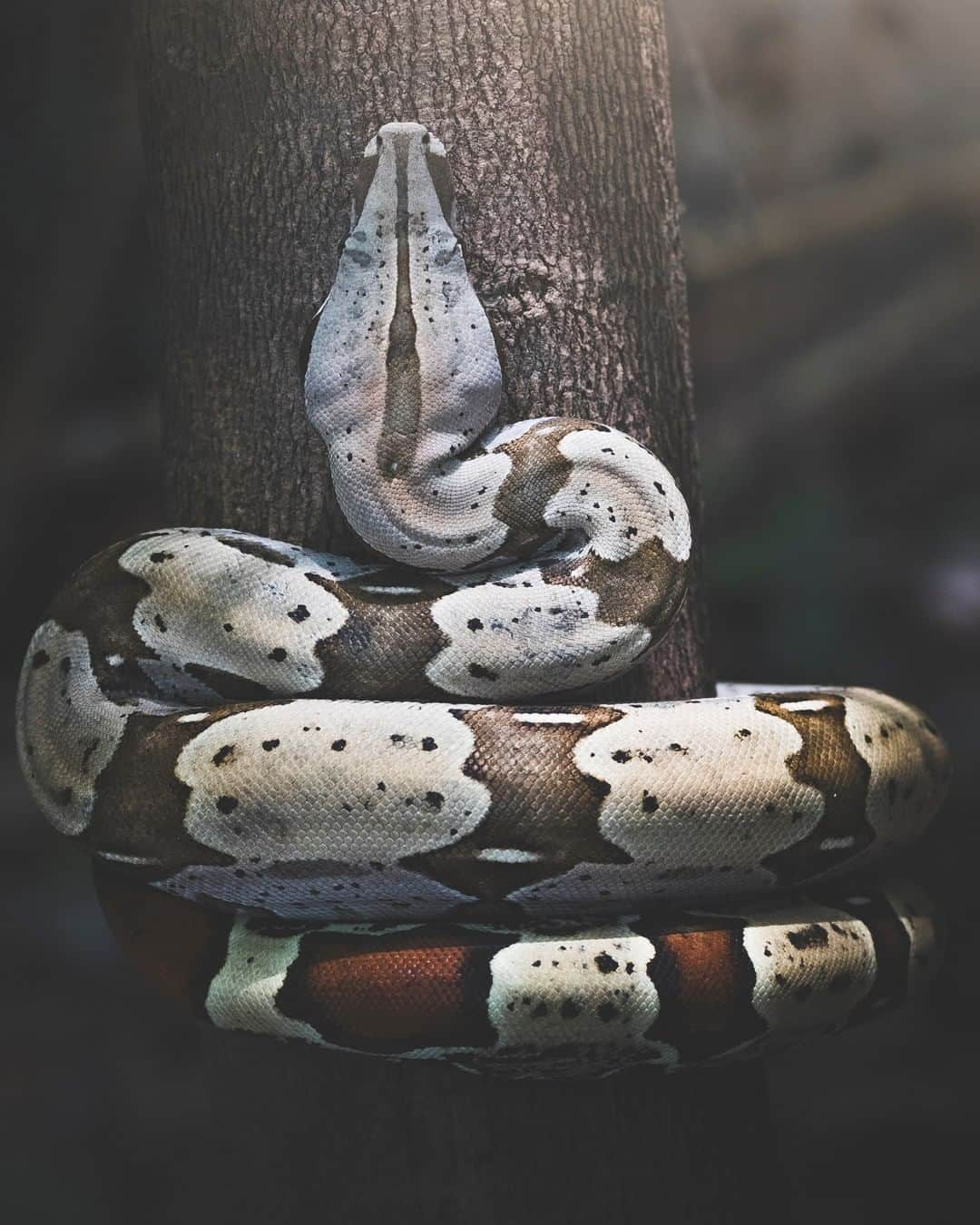 Discoveryさんのインスタグラム写真 - (DiscoveryInstagram)「The boa constrictor’s coloring varies depending on its habitat, in this case, the Brazilian Amazon. #WorldSnakeDay . Photo + Caption: Fernando O’Farrill (@fernando_ofarrill) . #Boa #snake #potd #naturephotography #wildlifephotography #slytherin #Brazil #Amazon」7月17日 0時11分 - discovery