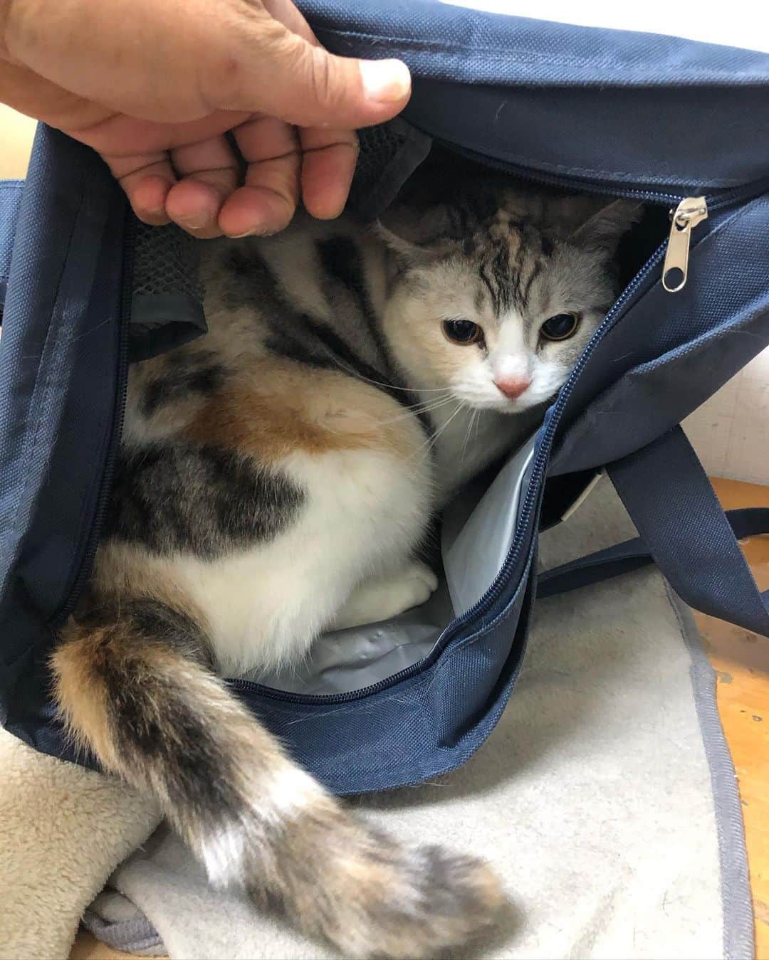 ホタテ＆クラム＆シラスのインスタグラム：「棚の上に置いてた袋が落ちてきた。 #cat #neko #ScottishFold #猫 #ねこ #スコティッシュフォールド #catstagram #instagram #instagramjapan #ig_japan #igersjp」