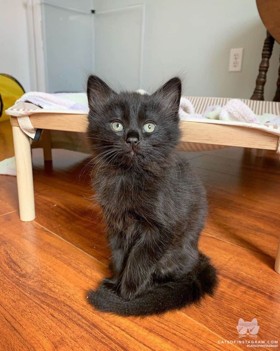 Cats of Instagramさんのインスタグラム写真 - (Cats of InstagramInstagram)「From @myfosterkittens: “Everyone has a favorite kitty “look”. Foster Papi loves torties. If there is a  tortie that needs to be fostered, he will never say no. My weakness is long-haired black kitties. How cute is baby Butter? 🖤” #catsofinstagram」7月17日 0時34分 - cats_of_instagram