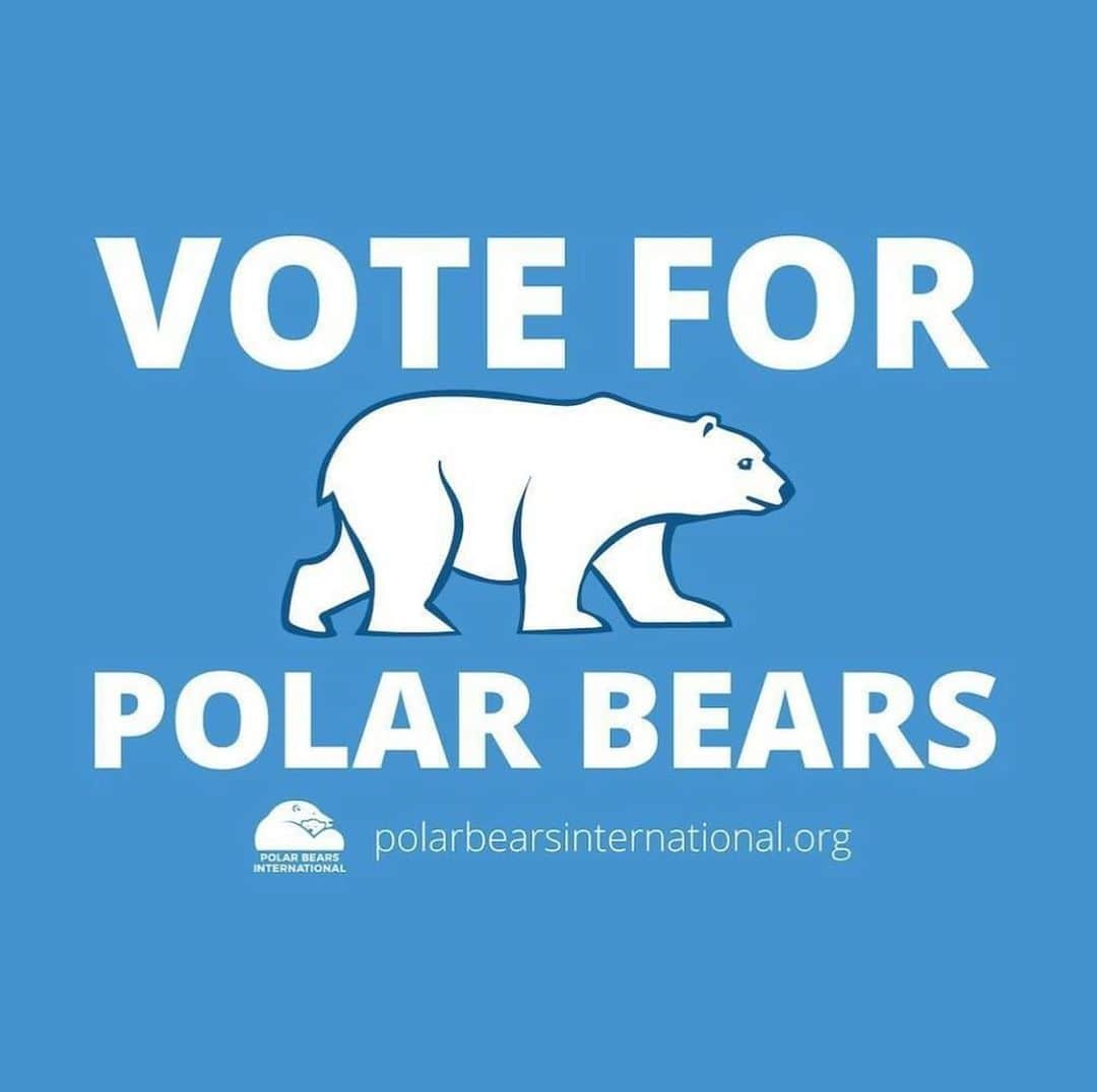 Polar Bearsのインスタグラム：「@polarbearsinternational  Yesterday we celebrated #arcticseaiceday where we brought attention to our furry white friends up in the Arctic whose sea ice is melting at an alarmingly fast rate! 🧊‼️ Here’s what you can do: Find out more about your local renewable energy options. Do they offer solar or wind energy options? Make an impact in your community around you and make an impact for polar bears!」