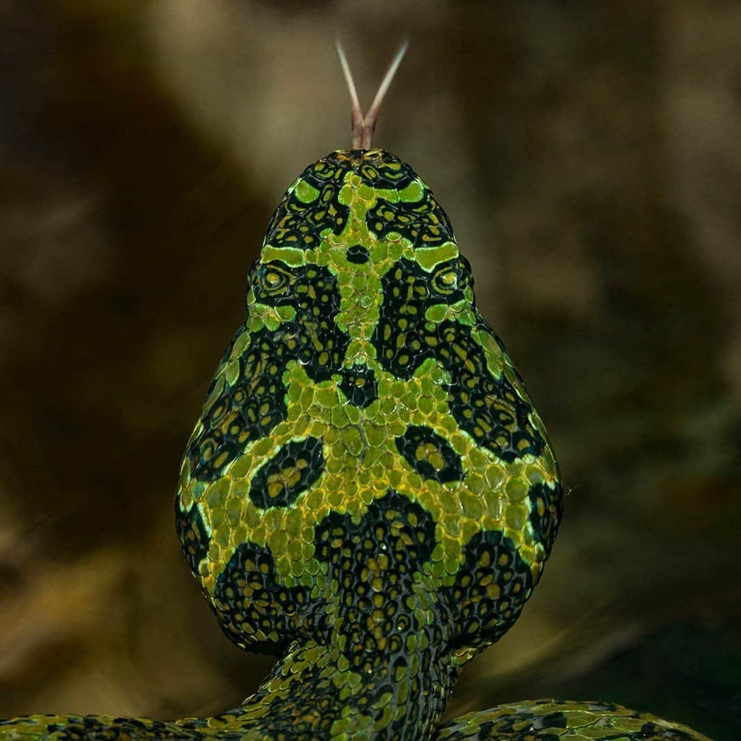 San Diego Zooさんのインスタグラム写真 - (San Diego ZooInstagram)「Sssslow your scroll for a slick snake fact. 🐍 Pit vipers are ambush predators. Coiled up and hidden, they can go long periods of time without moving. When unsuspecting prey scurries by, they strike, injecting potent venom with long, retractable fangs. #NatureIsMetal #MangshanPitViper #WorldSnakeDay」7月17日 1時08分 - sandiegozoo