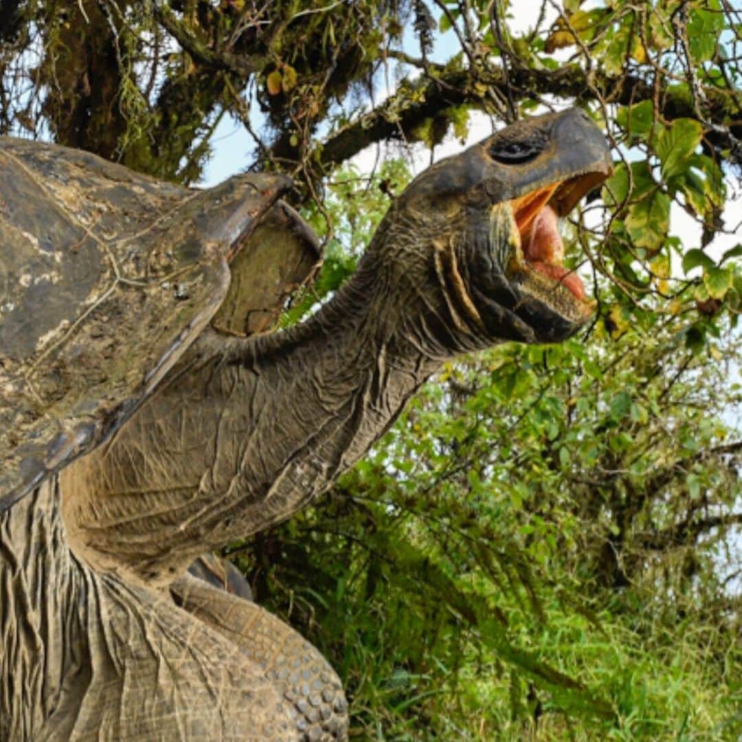 Thomas Peschakのインスタグラム：「This race of Giant tortoise is endemic to the island of Isabella in the Galapagos. It occurs nowhere else on earth! I would love to find out where in the world my photographs and stories are viewed. Please write in the comments in which city/town/village and country you live. I’ll start - Cape Town - South Africa.」