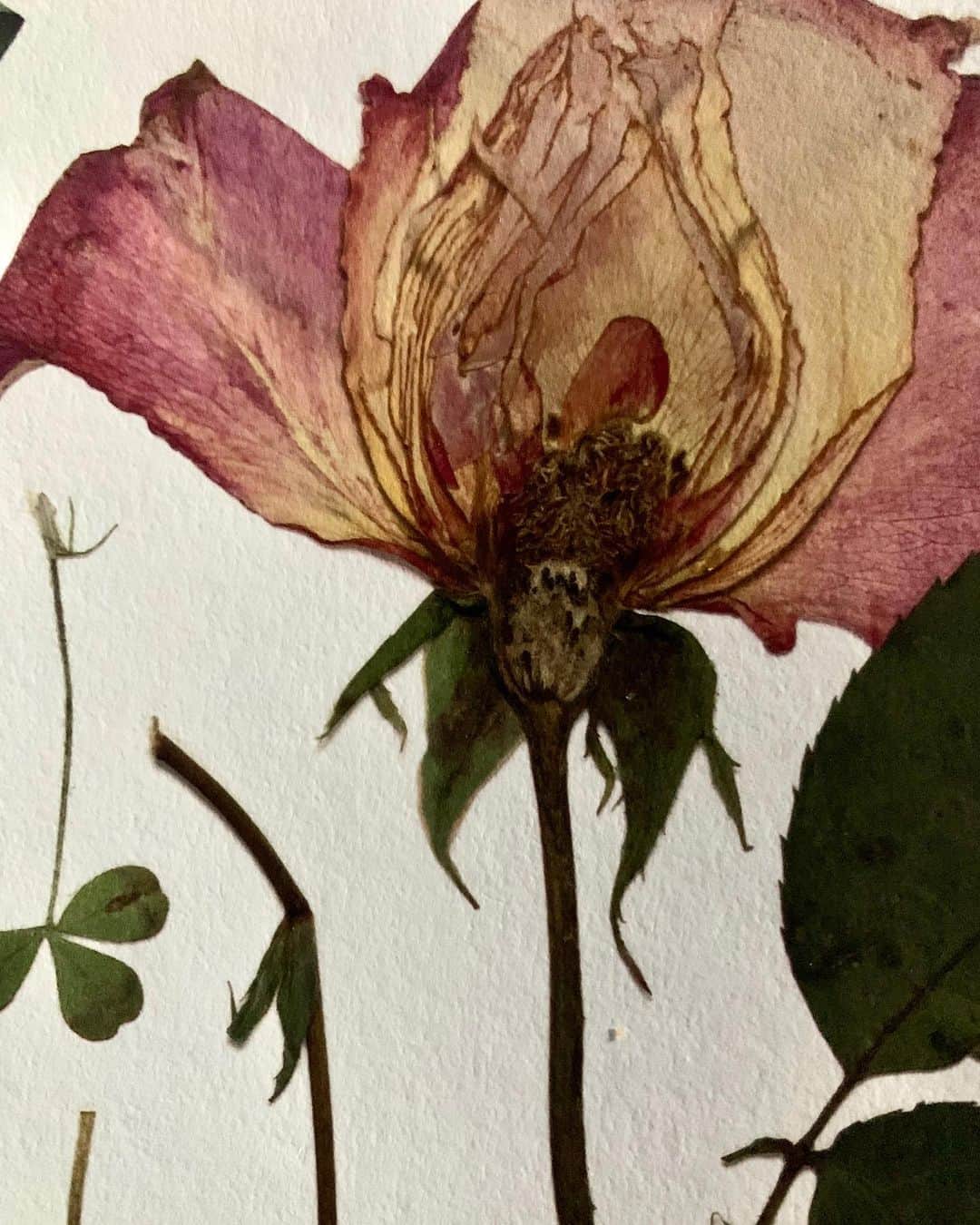 ロージー・オドネルさんのインスタグラム写真 - (ロージー・オドネルInstagram)「flower press #art」7月17日 6時50分 - rosie