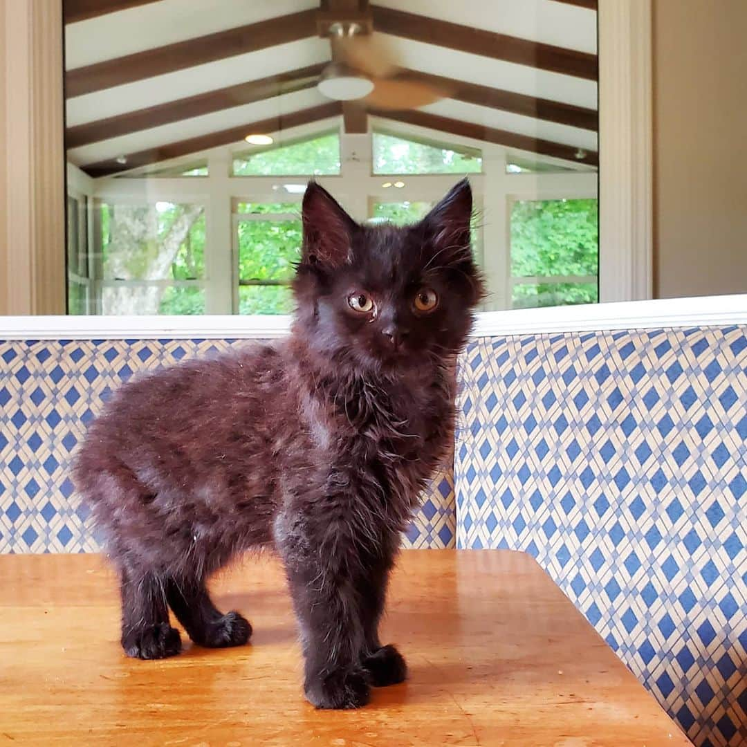 Lil BUBさんのインスタグラム写真 - (Lil BUBInstagram)「Lil Pillow found a home! Turns out she was in it all along. #lilpillow #goodjoblilpillow #fosterfail #adoptionsuccess」7月17日 1時34分 - iamlilbub