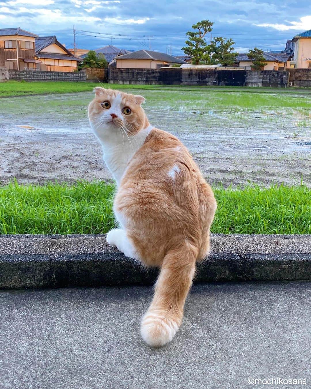 もちさん / mochiさんのインスタグラム写真 - (もちさん / mochiInstagram)「ふりむきもちさん #ちょっと#びっくり --------------------------- ☞ more...@mochikosans --------------------------- 皆様いつもコメントありがとうございます^_^ #もちさん #mochi  #天気#夕方 #ソラ#アオゾラ#空#すこてぃっしゅふぉーるど  #顔#sky#fun#life#木曜日 #そら#空 #暮らし#day#thu #hand#丸い#おてて#短足#ダイスキ #しっぽ#ルンルン#オフショット  #木曜#小確幸」7月17日 1時59分 - mochikosans
