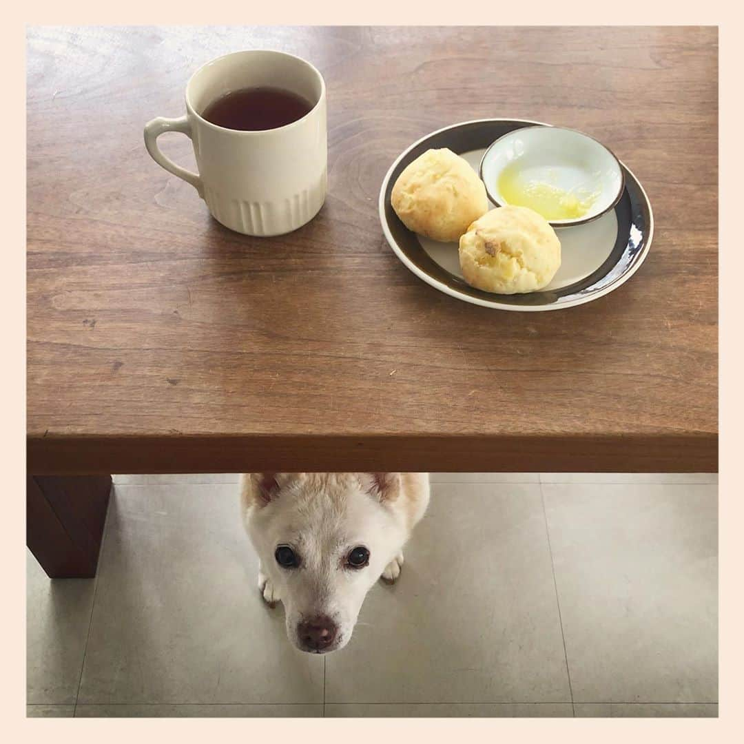 パンといっぴきのインスタグラム