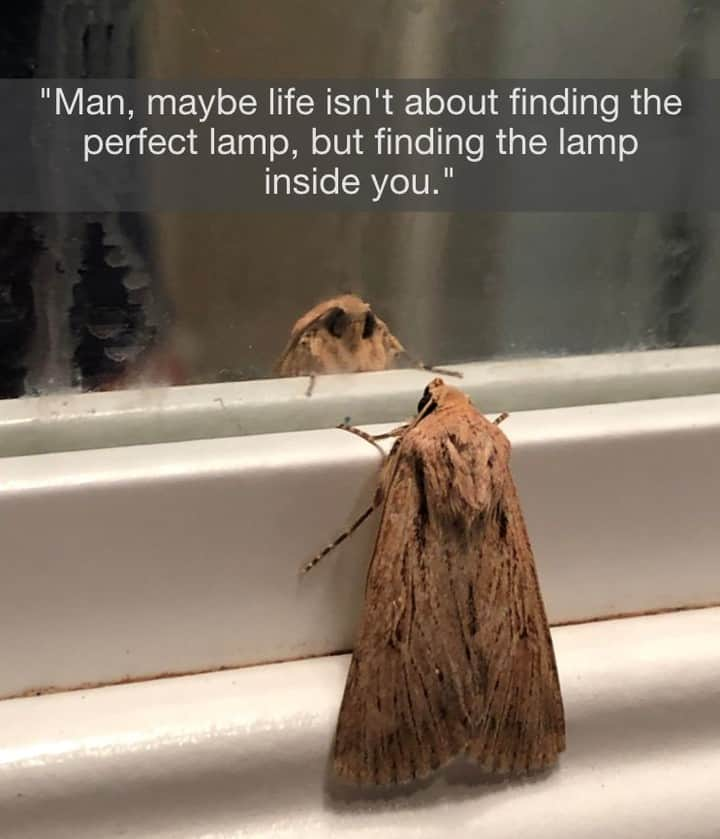 9GAGさんのインスタグラム写真 - (9GAGInstagram)「3am existential crisis⠀ #moth #lamp #9gag」7月17日 3時00分 - 9gag