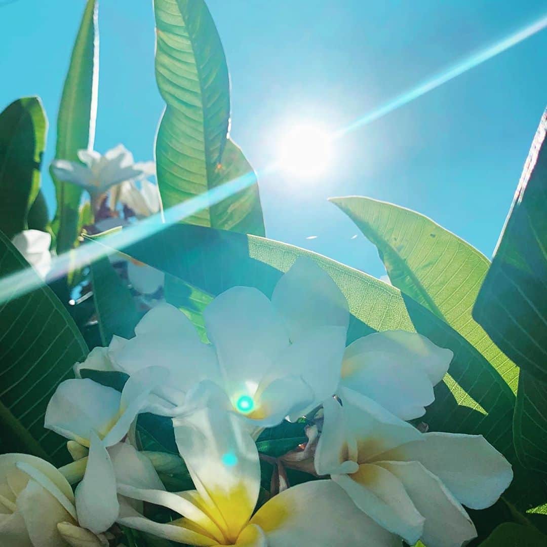Kara Yoshimoto Buaさんのインスタグラム写真 - (Kara Yoshimoto BuaInstagram)「Peaceful Plumeria is blasting off with it's beautiful lasting scent.. it symbolizes new beginnings, new life, grace... what in our lives CAN we step forward with with grace?  If you are a feeling person and you thought it was your job to process the feelings of others, it is time to create and know your boundaries and no longer take on other people's shame, anger etcetera. Your job is to do whatever it takes in the highest good for all beings and mother nature to first clear  your own negativity and self doubt (and know what is yours and not yours) and let your inner wisdom to come through to share your vision for our future communities to live in unity, harmony and peace. We have to keep clearing so that we make room for the next steps to come through. Take response-ability for what is yours and what you can do to clear up anything no longer needed whether emotional or physical or etheric!! #plumeria #peace  Plumeria is moisturizing, anti-oxidant, anti-inflammatory, collagen building, astringent, purifying , muscle/nerve relaxing, and also has healing benefits for depression, back pain, headaches and tinnitus. #botanicals」7月17日 3時21分 - karayoshimotobua