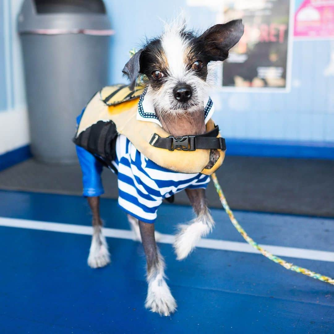 The Dogistさんのインスタグラム写真 - (The DogistInstagram)「Spinnaker, Chinese Crested Dog/Cavalier King Charles Spaniel mix, Commercial St., Provincetown, MA • “He knows his boat; he goes right up to the berth with his life jacket on – Dog Gone Sailing Charters on the pier. He’s captain of the dogs.”」7月17日 3時36分 - thedogist