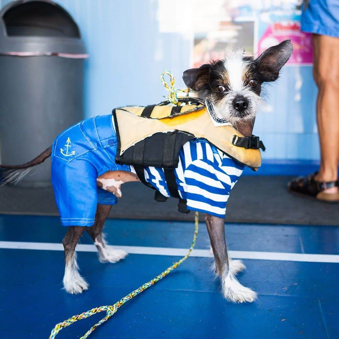 The Dogistさんのインスタグラム写真 - (The DogistInstagram)「Spinnaker, Chinese Crested Dog/Cavalier King Charles Spaniel mix, Commercial St., Provincetown, MA • “He knows his boat; he goes right up to the berth with his life jacket on – Dog Gone Sailing Charters on the pier. He’s captain of the dogs.”」7月17日 3時36分 - thedogist