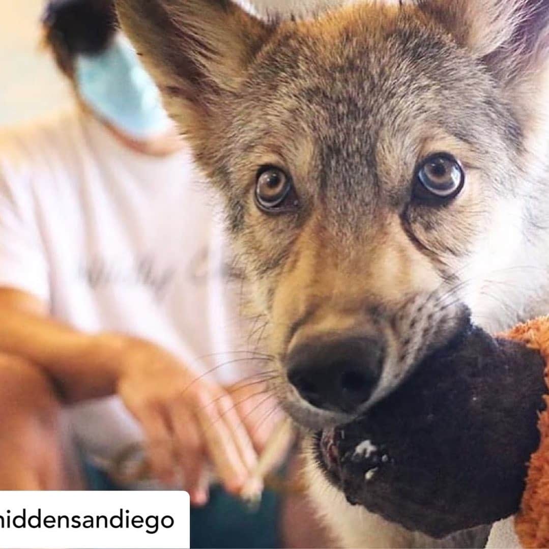 Rylaiさんのインスタグラム写真 - (RylaiInstagram)「We had our friends from Hidden San Diego back again to meet our new Ambassador Wolf Lucan!!! This is such an amazing group truly sharing the hidden gems in San Diego!! If you are not following them... you need to!!!  .   @withregram • @hiddensandiego New blog post on Hidden San Diego: Interactive Fox & Wolf Experience at @jabcecc!   This is not the first time that I've visited JAB Canid Conservation Center, but this was the first time that I got to visit a wolf while here!  Their latest furry friend goes by the name Lucan, and is a 4 month old wolf pup!  Lucan still had a lot of his puppy energy, acting just like a dog pup to me.  The mannerisms were near identical to me.  What the JAB team is doing is incredible.  They had literally just gotten back a couple nights before from a fur farm rescue in the midwest where they rescued 30 foxes from being euthanized (anally electrocuted). The reason for the euthanizations ranged between the of fox being of an older age or that their pelt was not of high enough quality.  I was told that the fox's living situations were that of what nightmares would be made up of and that the animals were all terrified.  They are all currently in quarantine. The JAB team did keep one of the sweet foxes who hopefully we will be able to visit one day.  I was told she had one of her ears completely chewed off from either a stressed out sibling or even her mom.  JAB is the kinds of place that we should all get behind in supporting.  Not only are you giving back to such a great cause by visiting (or donating), but they make it an interactive experience for the guest where you can actually play and touch the creatures.  It is a one-of-a-kind experience and it's in our own backyard in Santa Ysabel!  JAB is currently open during COVID for private encounters and tours.  I highly recommend this experience!  More photos, info and directions on our site! Link in story!  #hiddensandiego」7月17日 3時47分 - jabcecc
