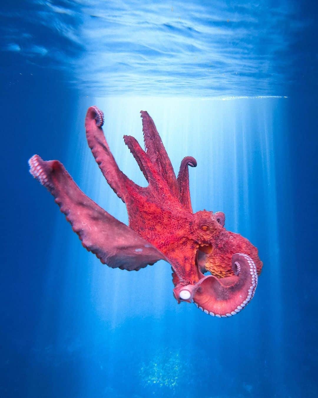 goproさんのインスタグラム写真 - (goproInstagram)「Photo of the Day: Mysterious creatures of the sea 🐙 #GoProFamily member @victordevalles ⠀⠀⠀⠀⠀⠀⠀⠀⠀ #FunFact: An octopus can change the color of its body to imitate its surroundings in less than 3/10 of a second 💥 This allows them to instantaneously avoid detection from hungry predators, including humans. Share your fun octopus facts below 👇 ⠀⠀⠀⠀⠀⠀⠀⠀⠀ @GoProES #GoProES #Octopus #WildlifePhotography」7月17日 4時16分 - gopro
